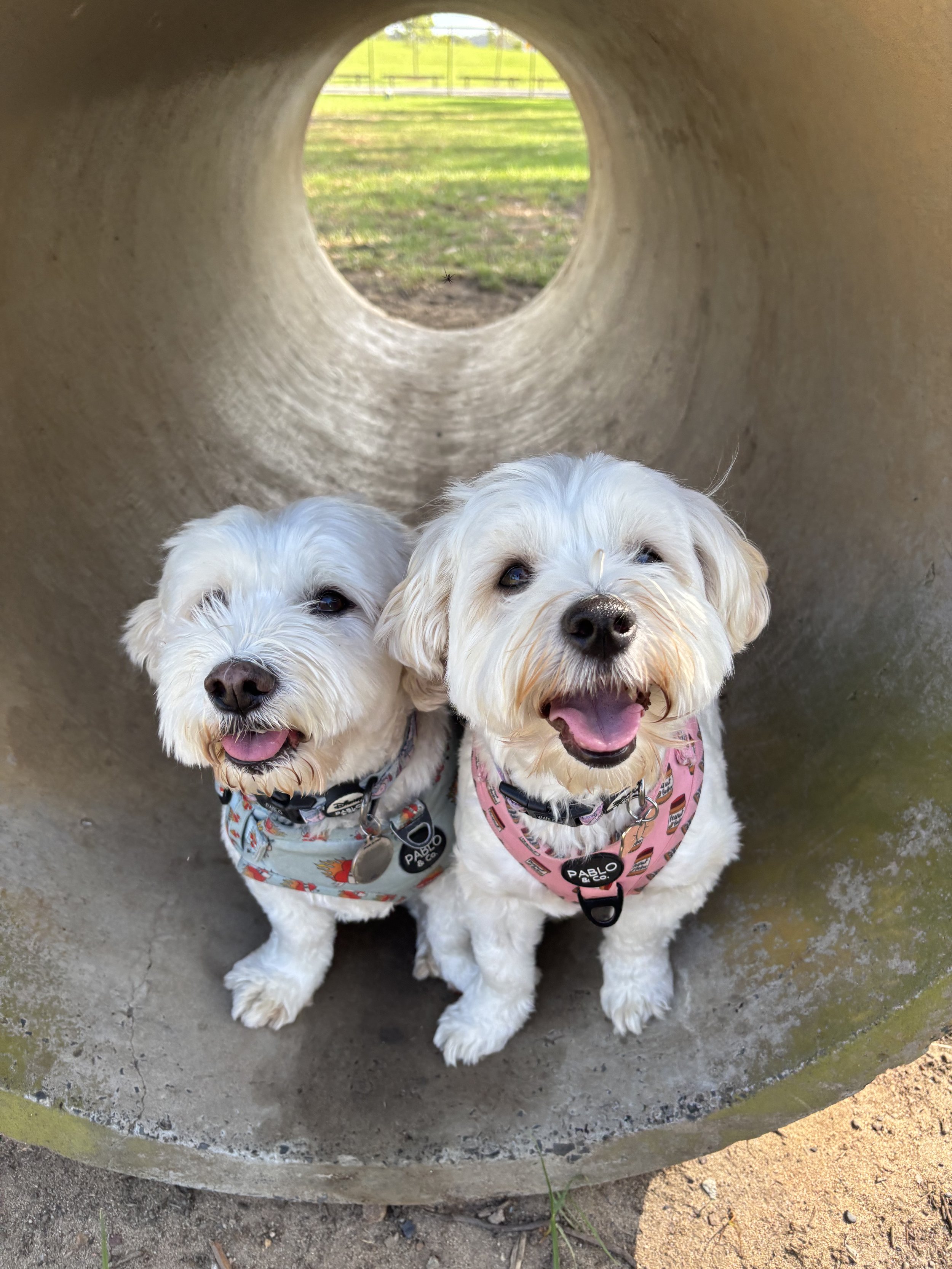 2 small white dogs in a dog park tunnel
