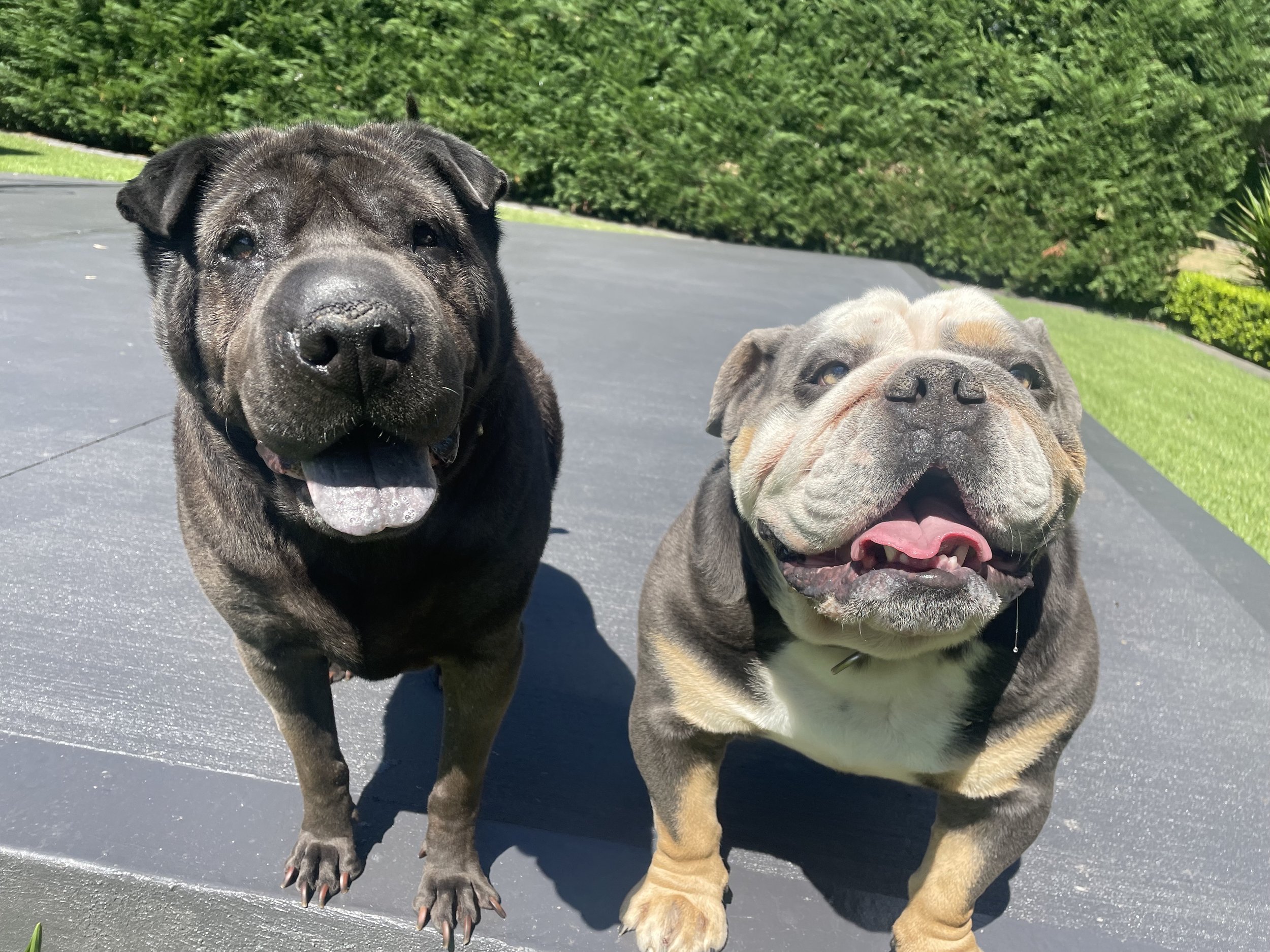 A photo of Jett and Boss during a home visit