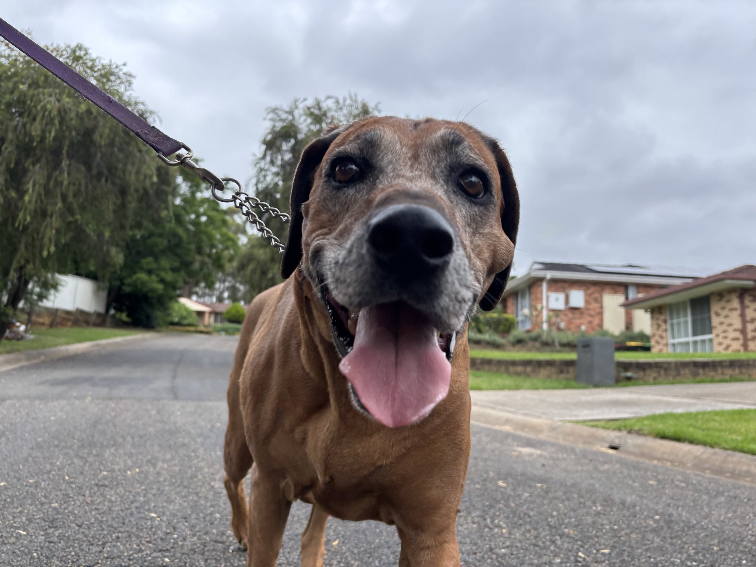 ridgeback on a walk