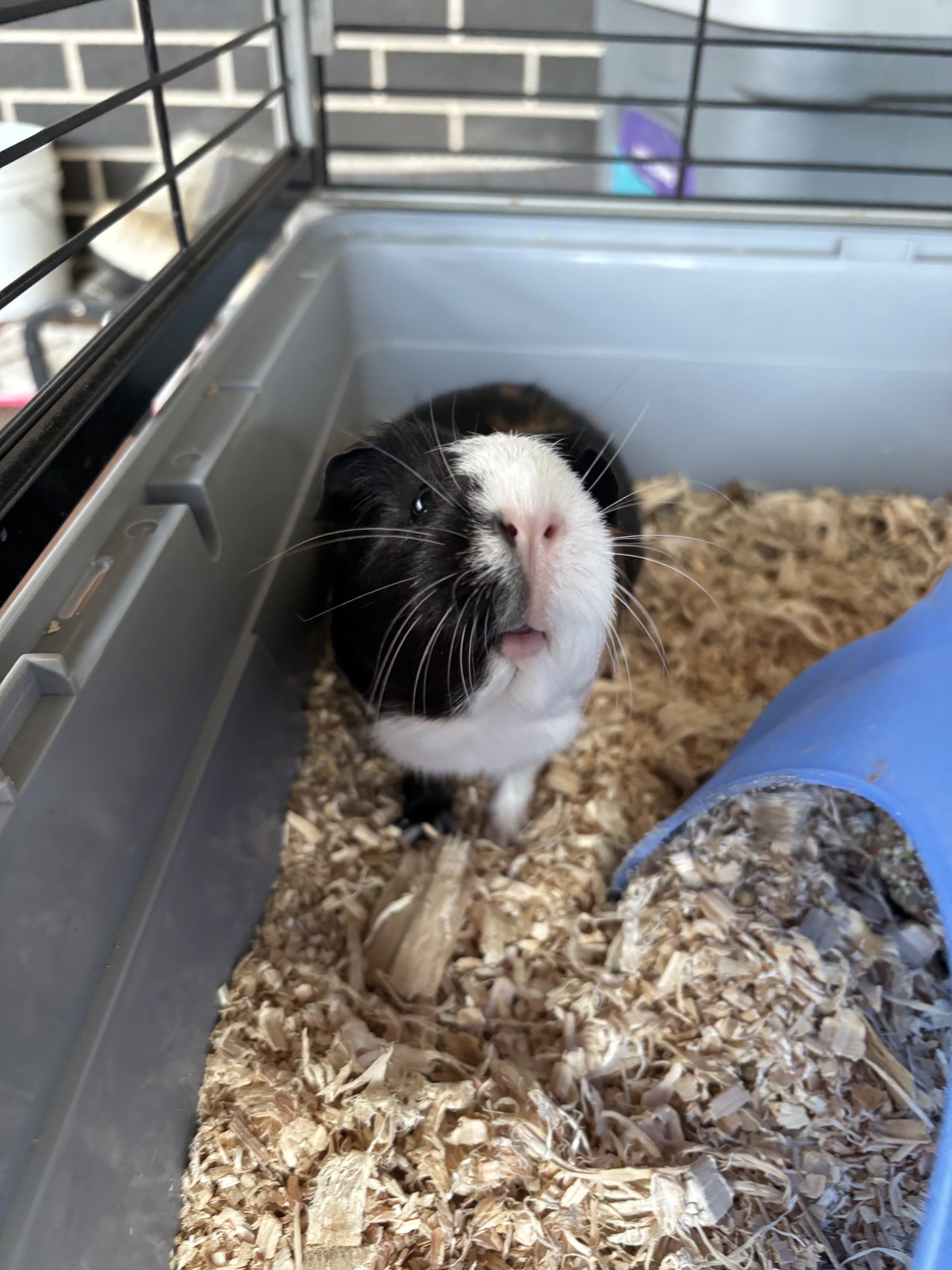 a guninea pig sniffing the air