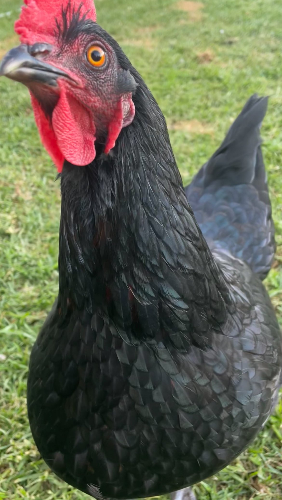 A photo of Bubbles the chicken demanding meal worms