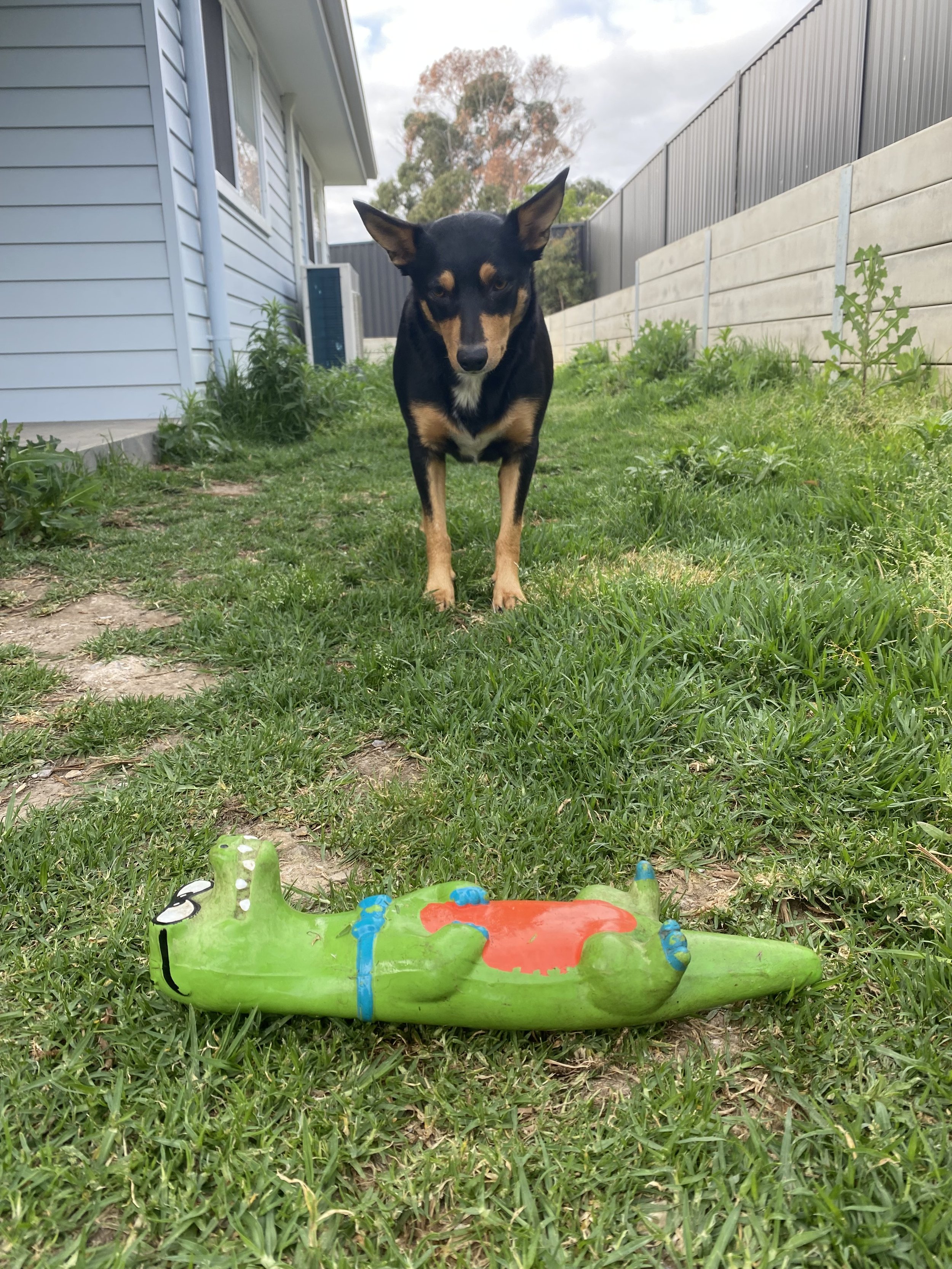 a kelpie staring at a squeaker toy