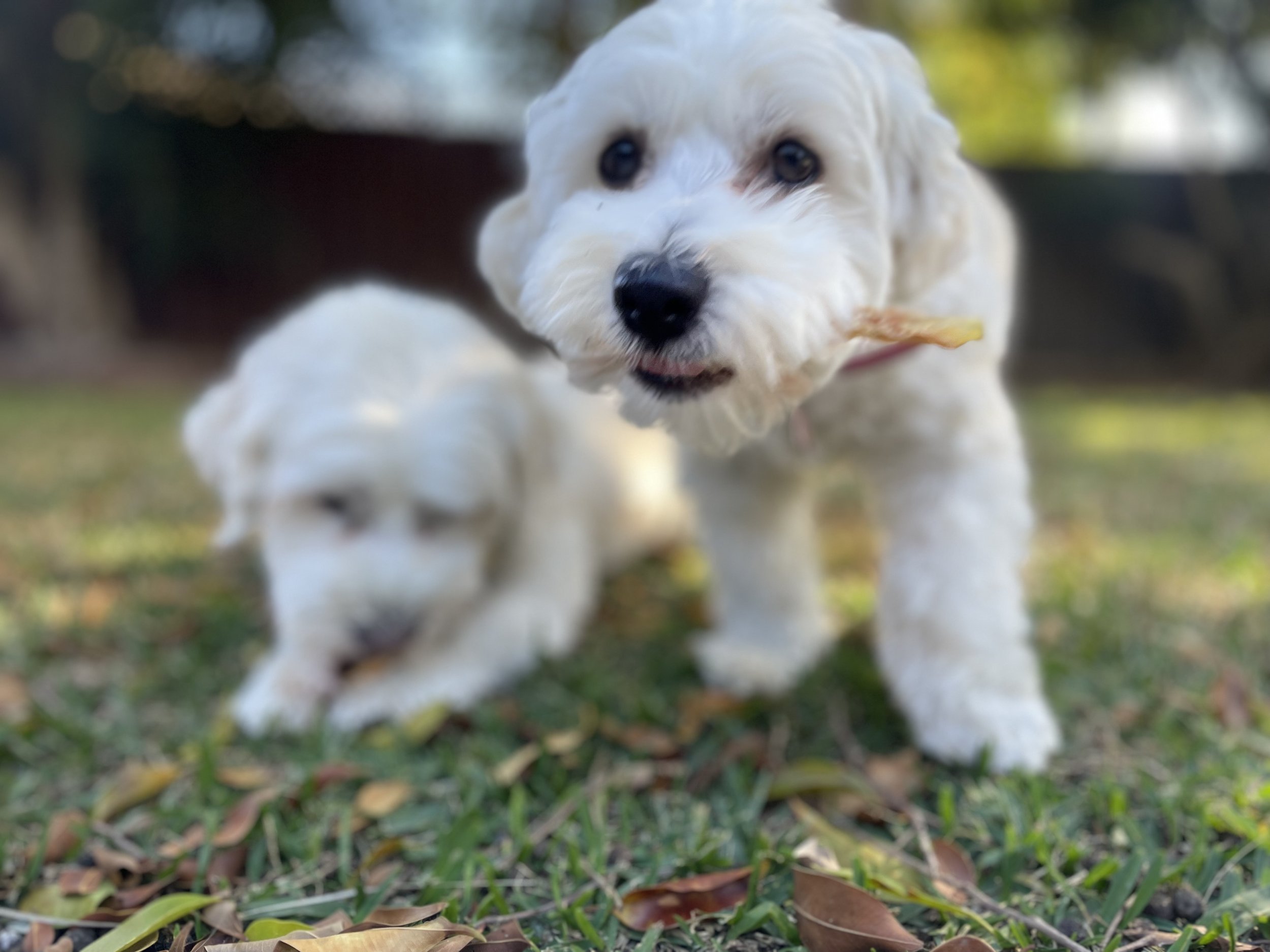 A photo of Henry and Rosie, two Havanese pups eating a treat on the grass