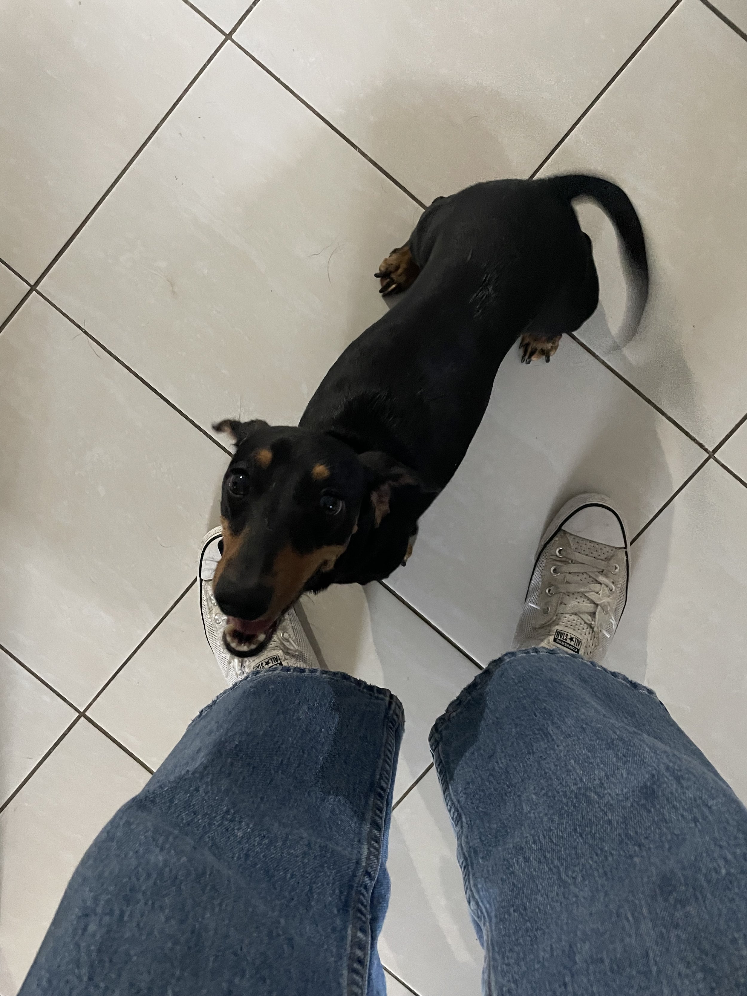 A photo of Charlie the Dachshund smiling at Sienna