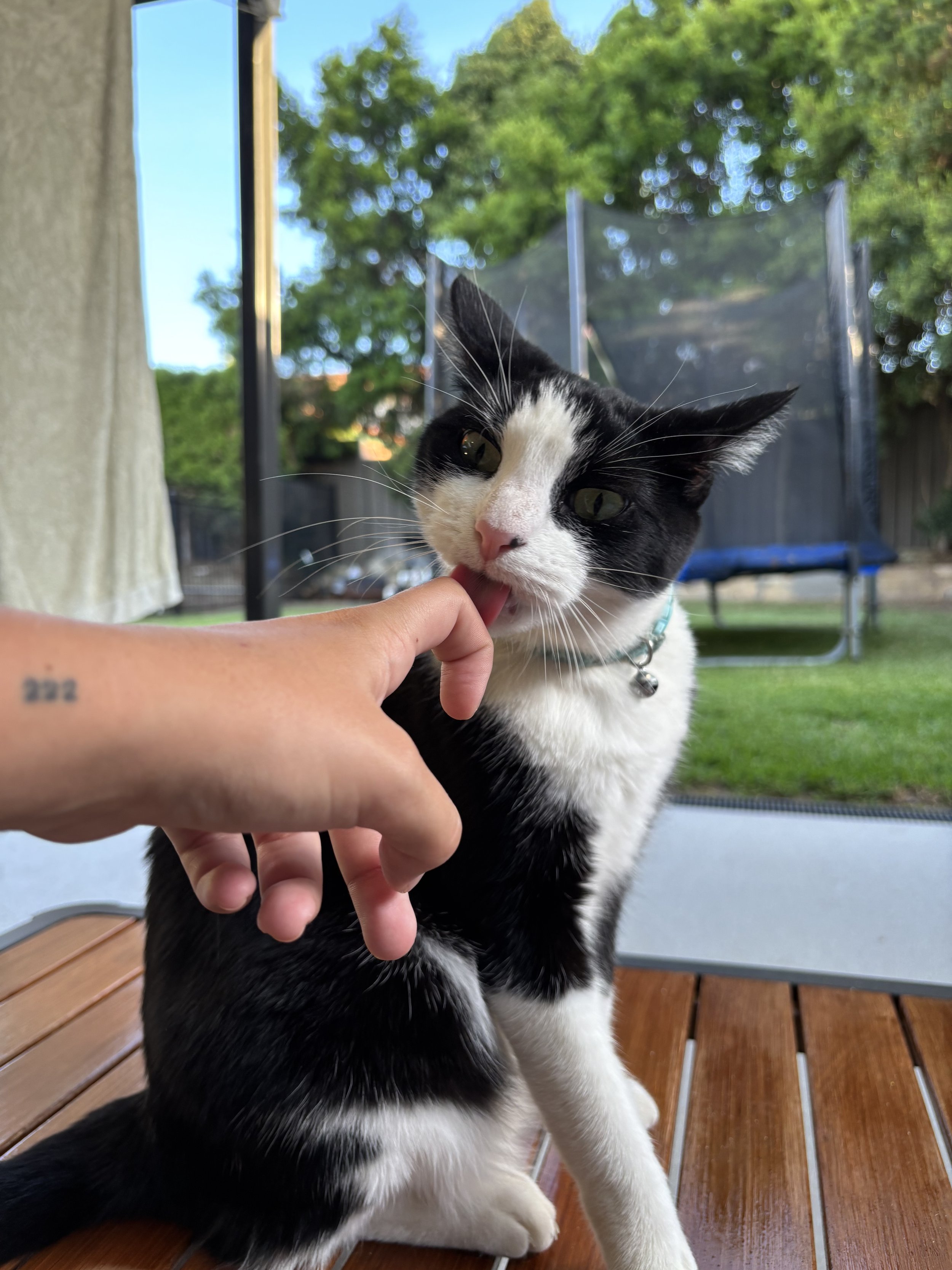 gary the cat licking a hand