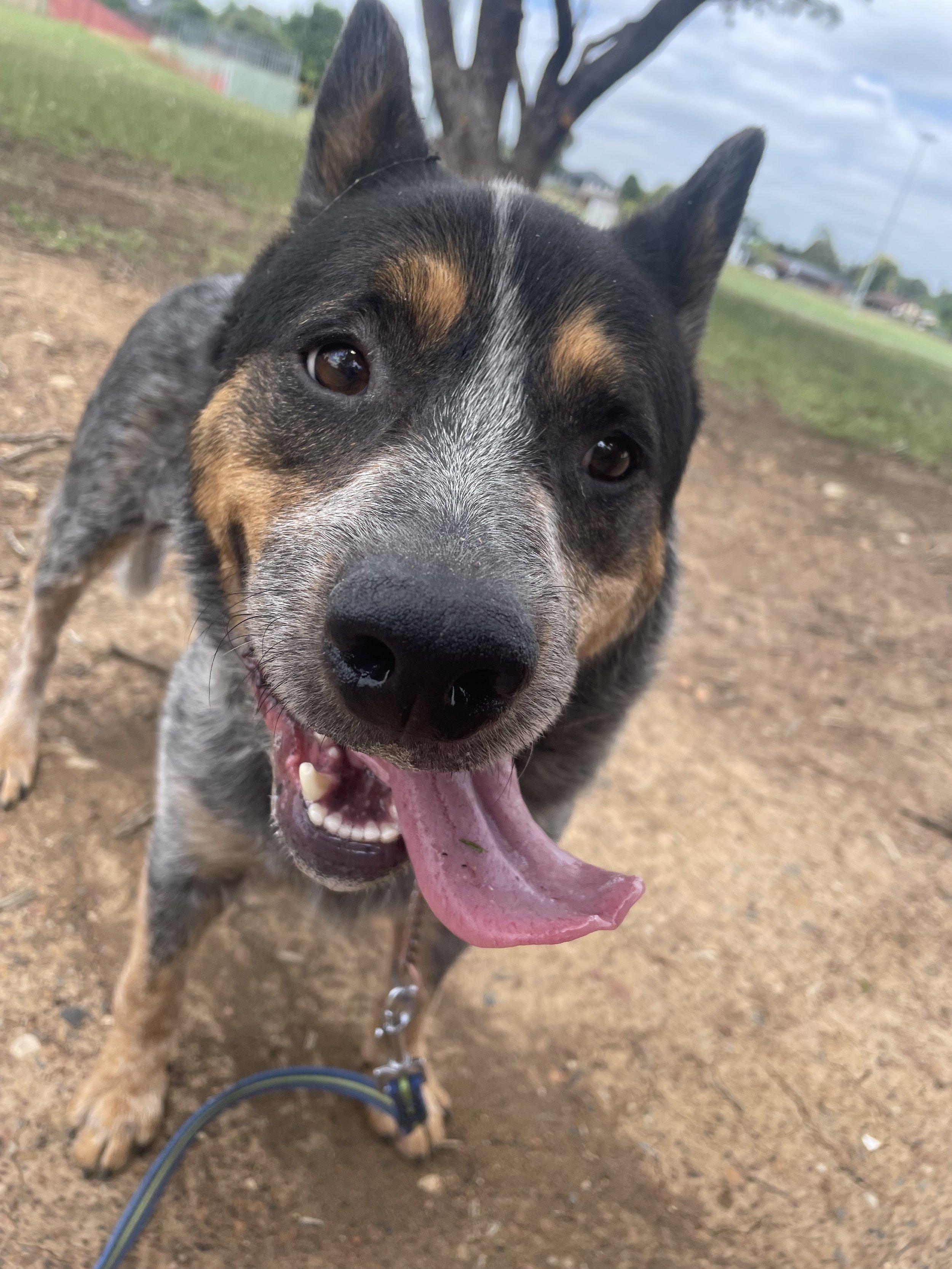 A photo of Dave the Blue Heeler smiling on a walk