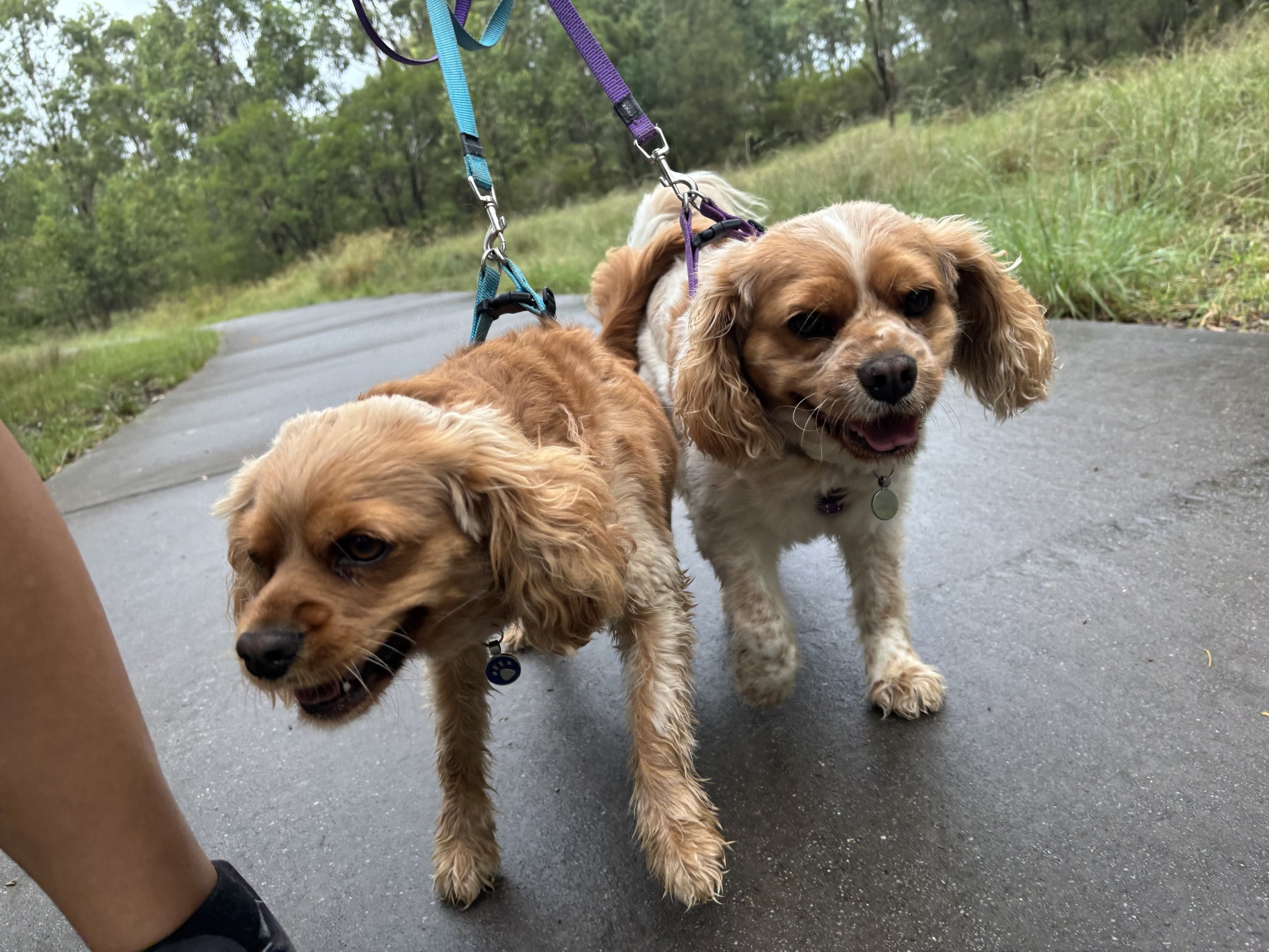 2 cavaliers on a walk