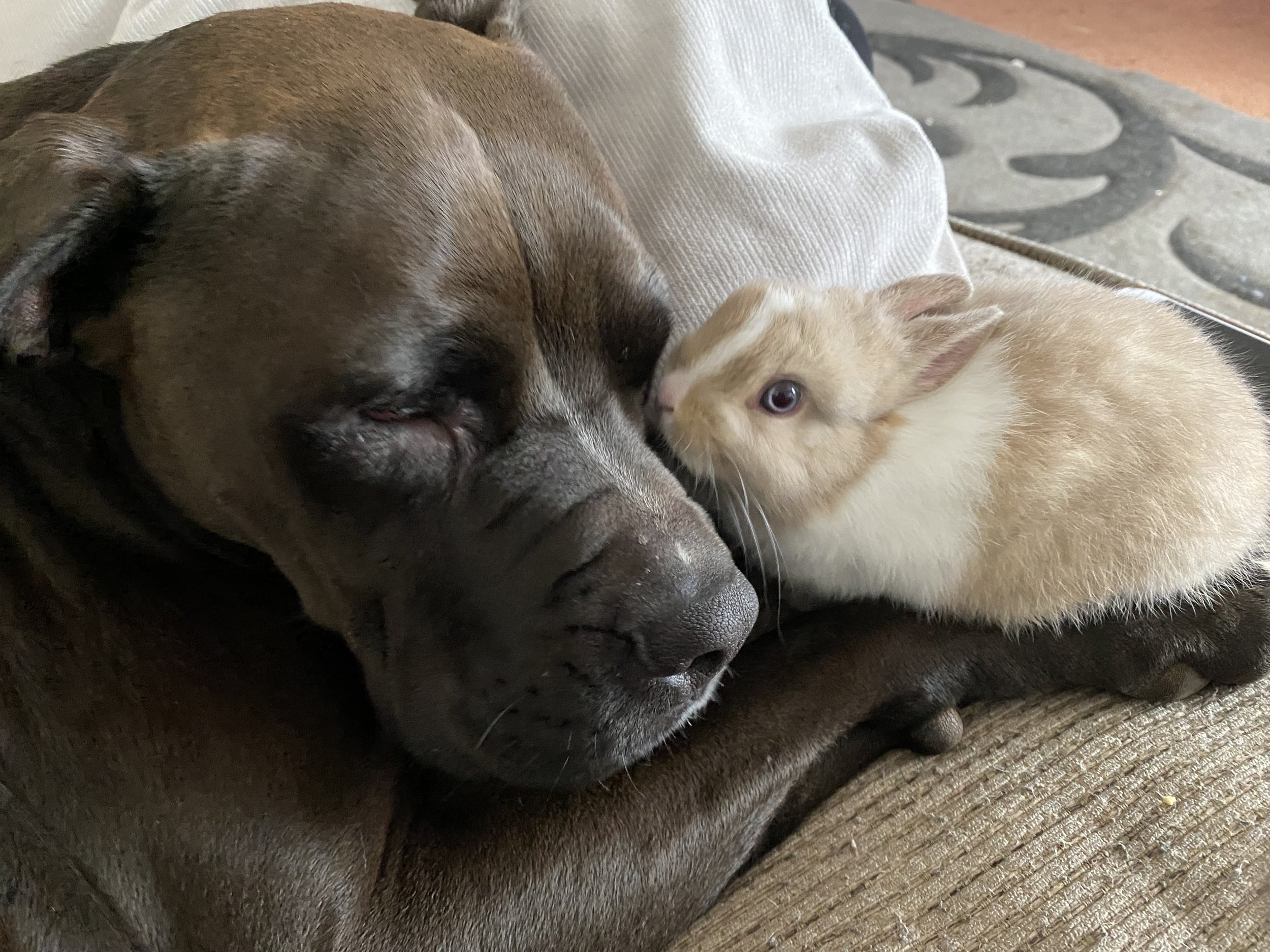A staffy cross and small bunny sleeping together during an overnight stay