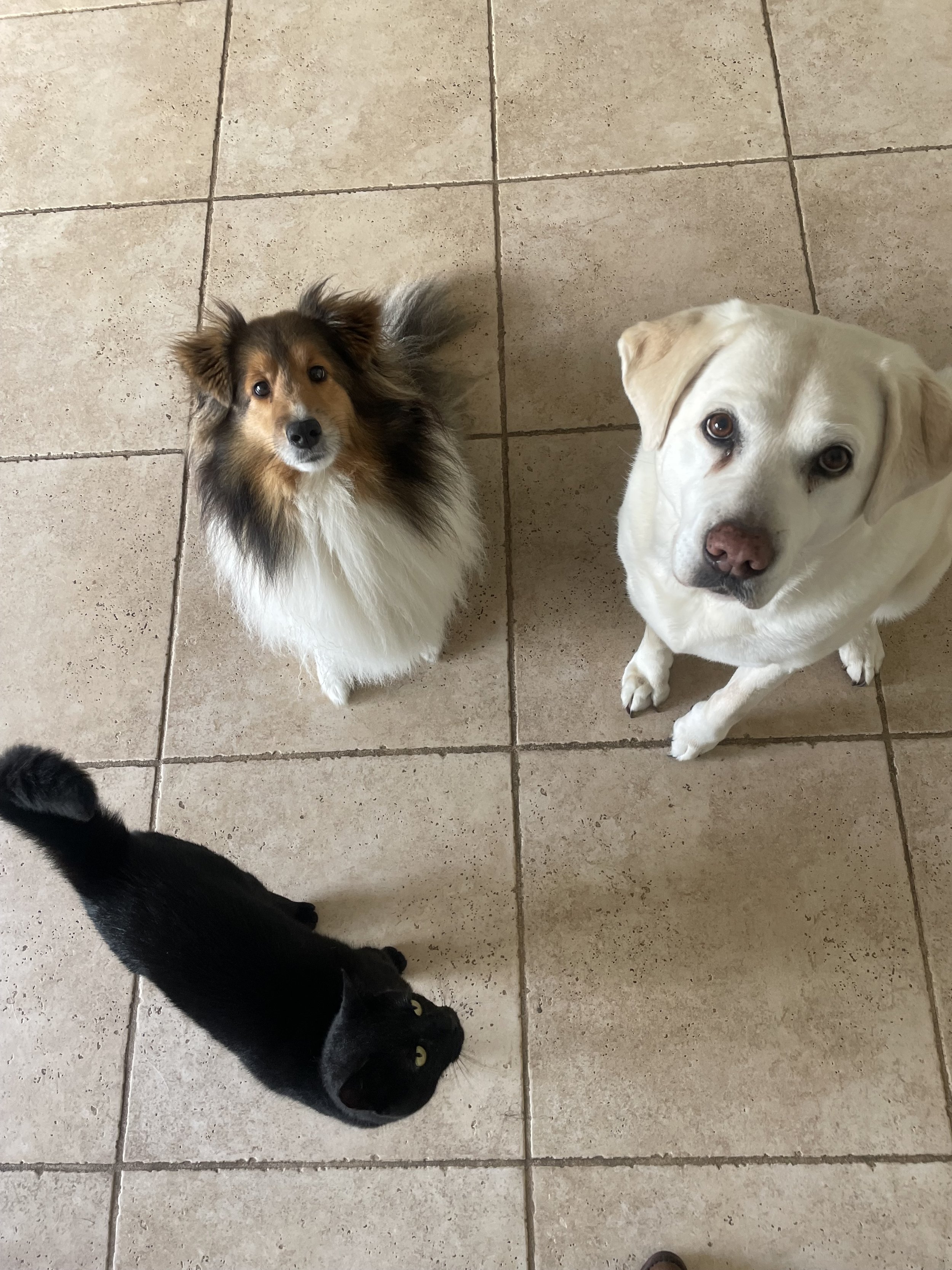 sheltie, labrador and a black cat waiting to be fed