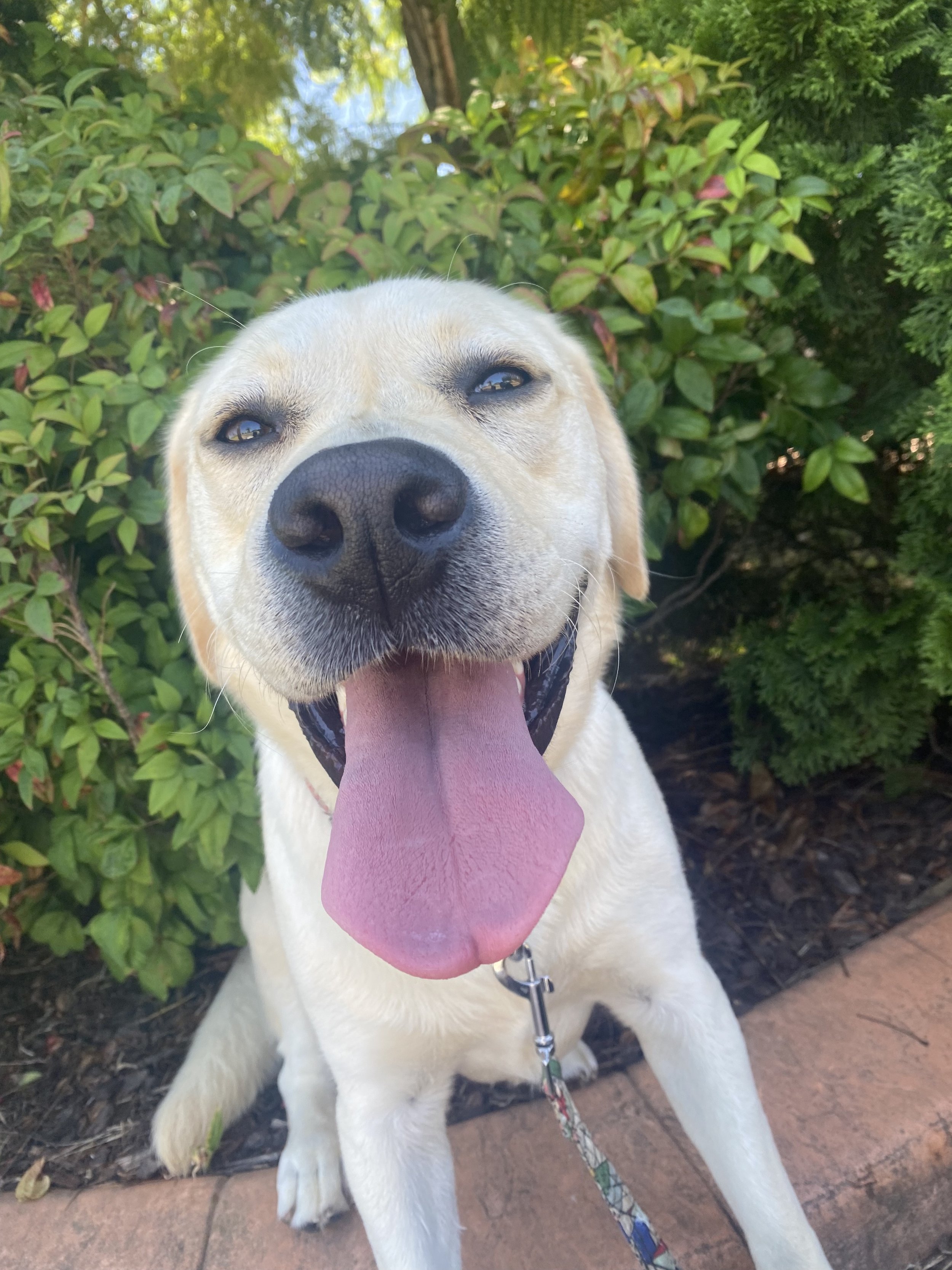 A photo of Kos the Labrador smiling with her tongue out on a walk