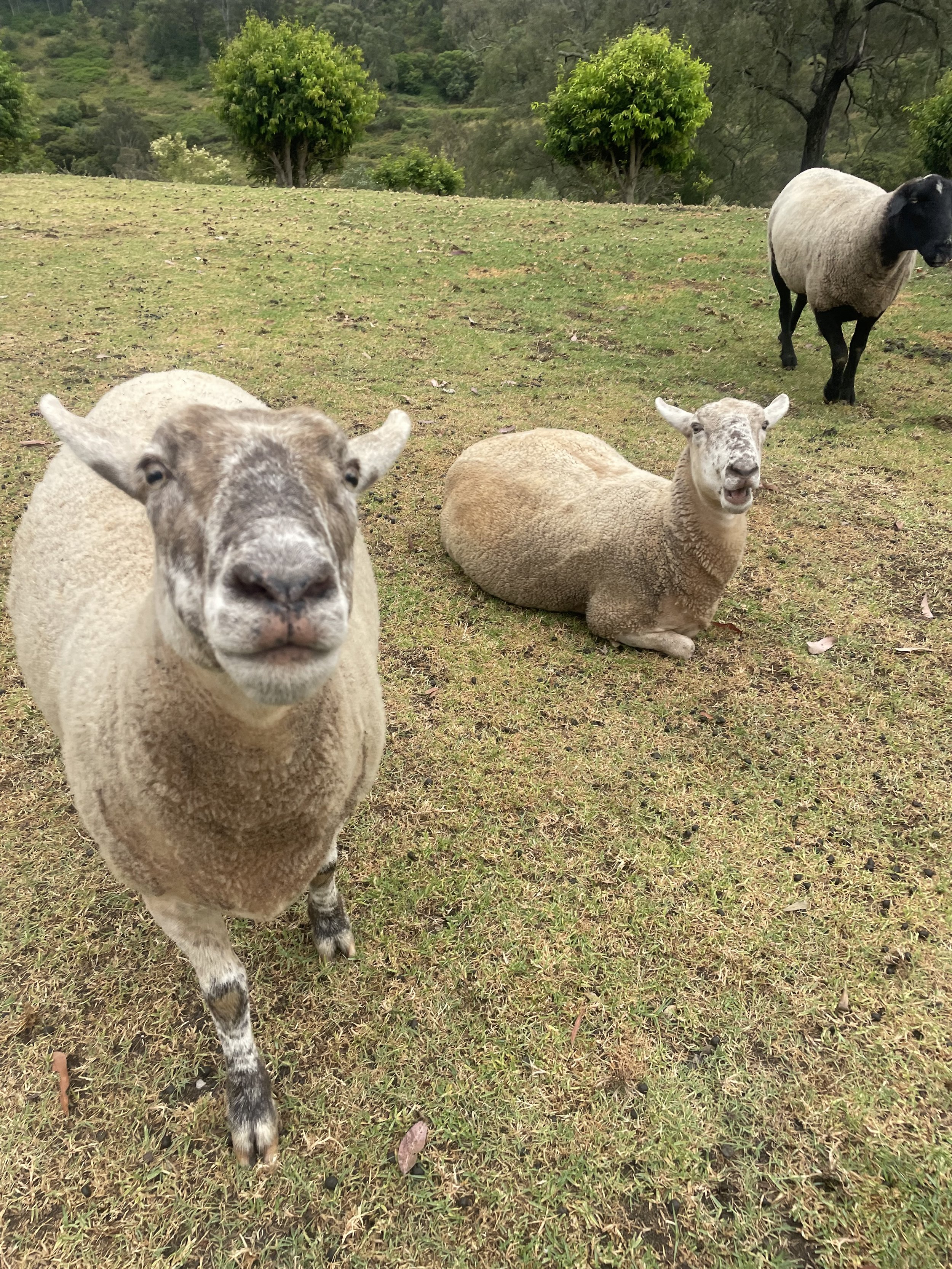 2 sheep starring at the camera, 1 is laying on the grass
