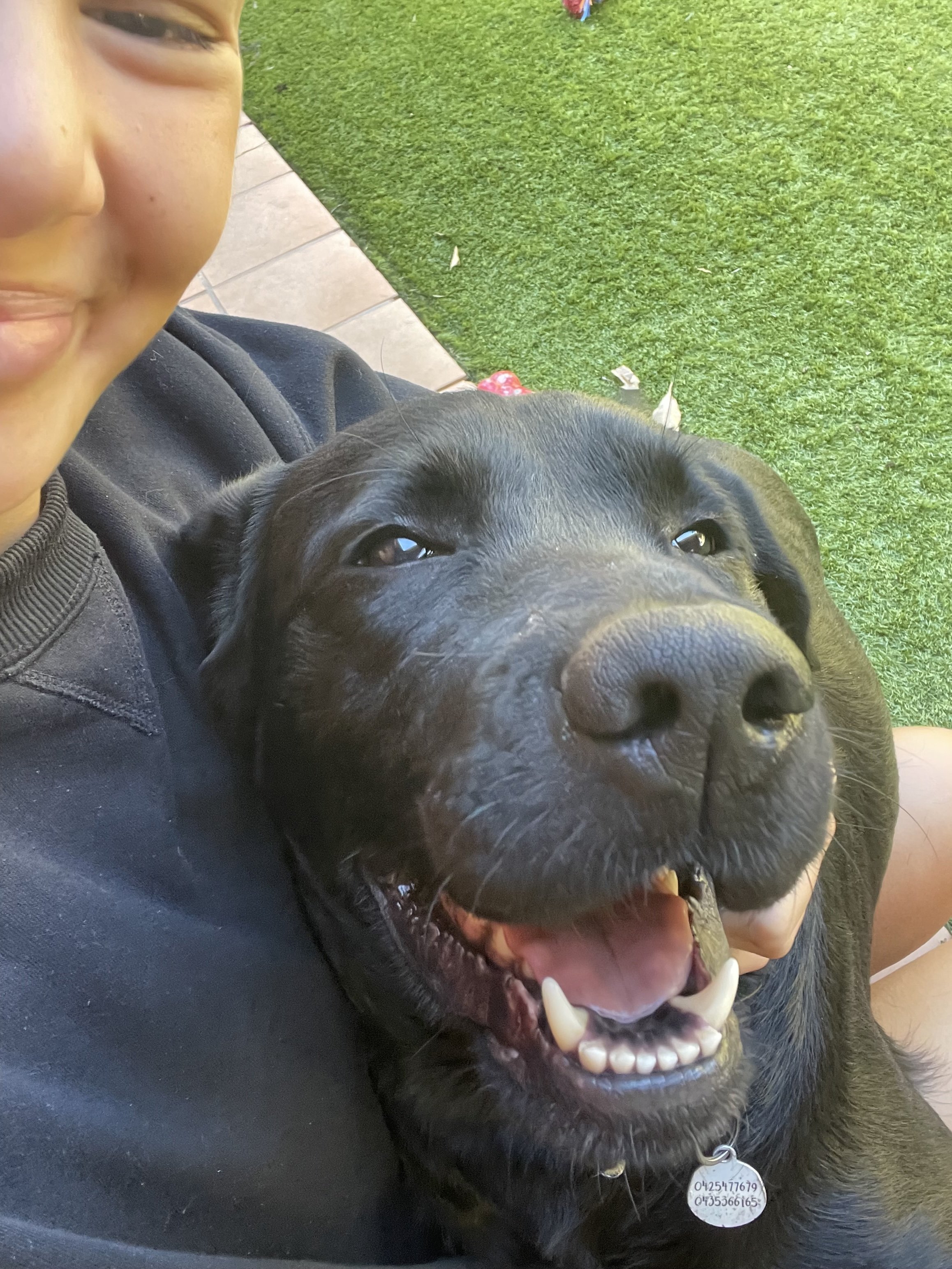 A photo of Cooper the black labrador soaking up cuddles during a pet sitting