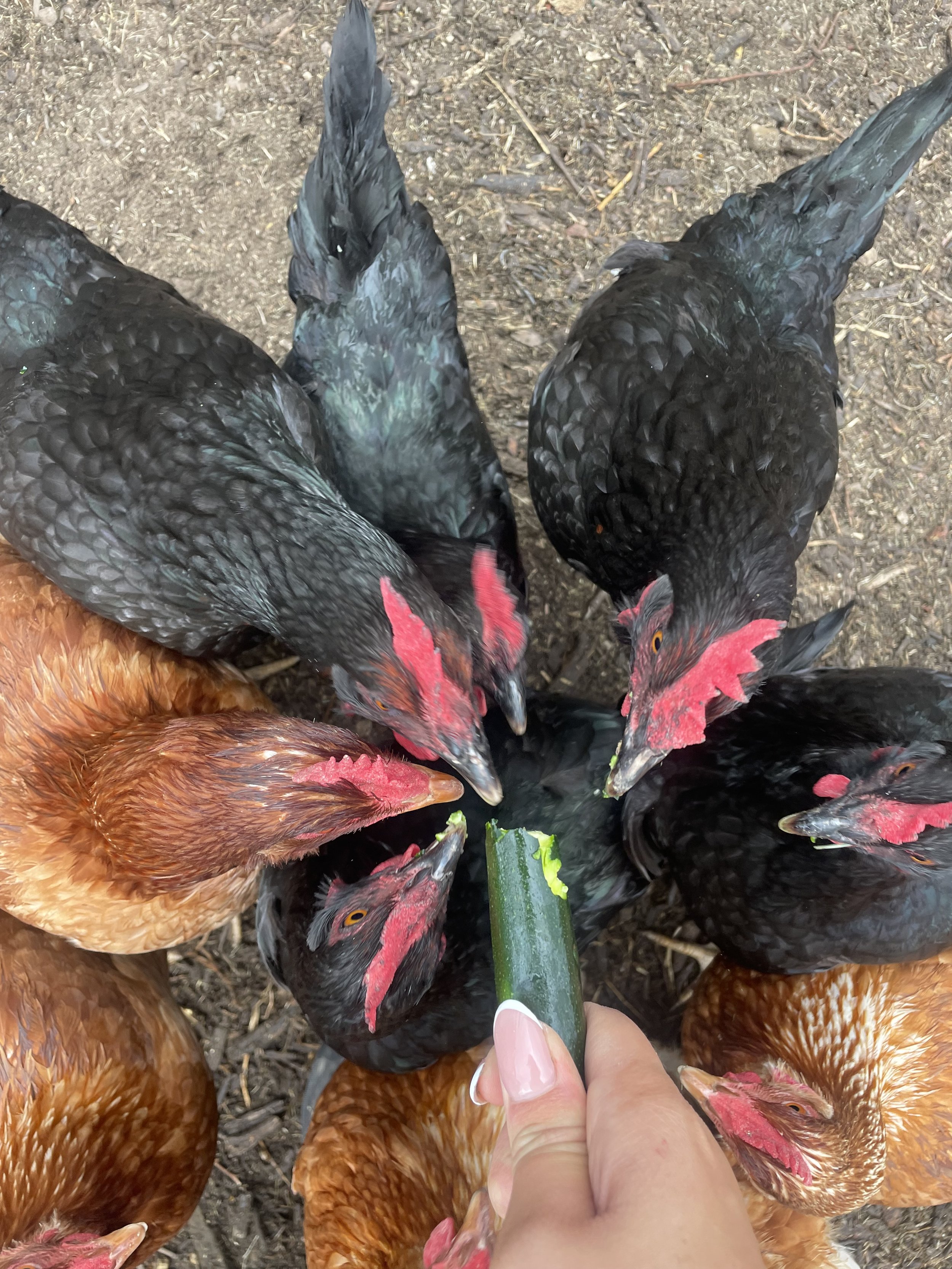 several chickens eating fresh produce veg