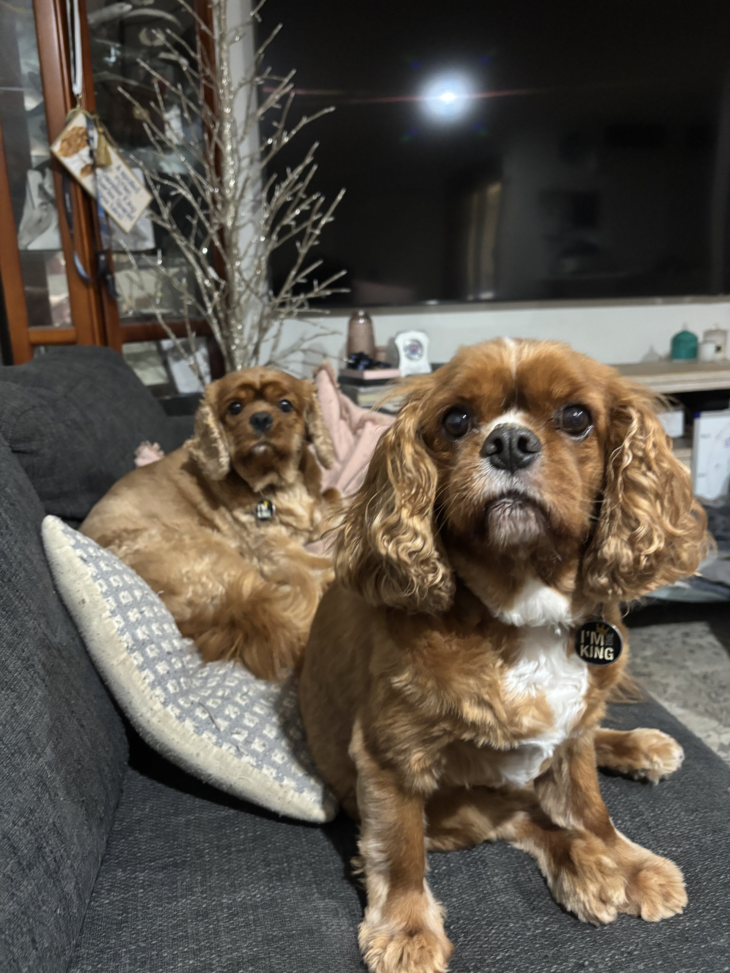 2 tan cavaliers
