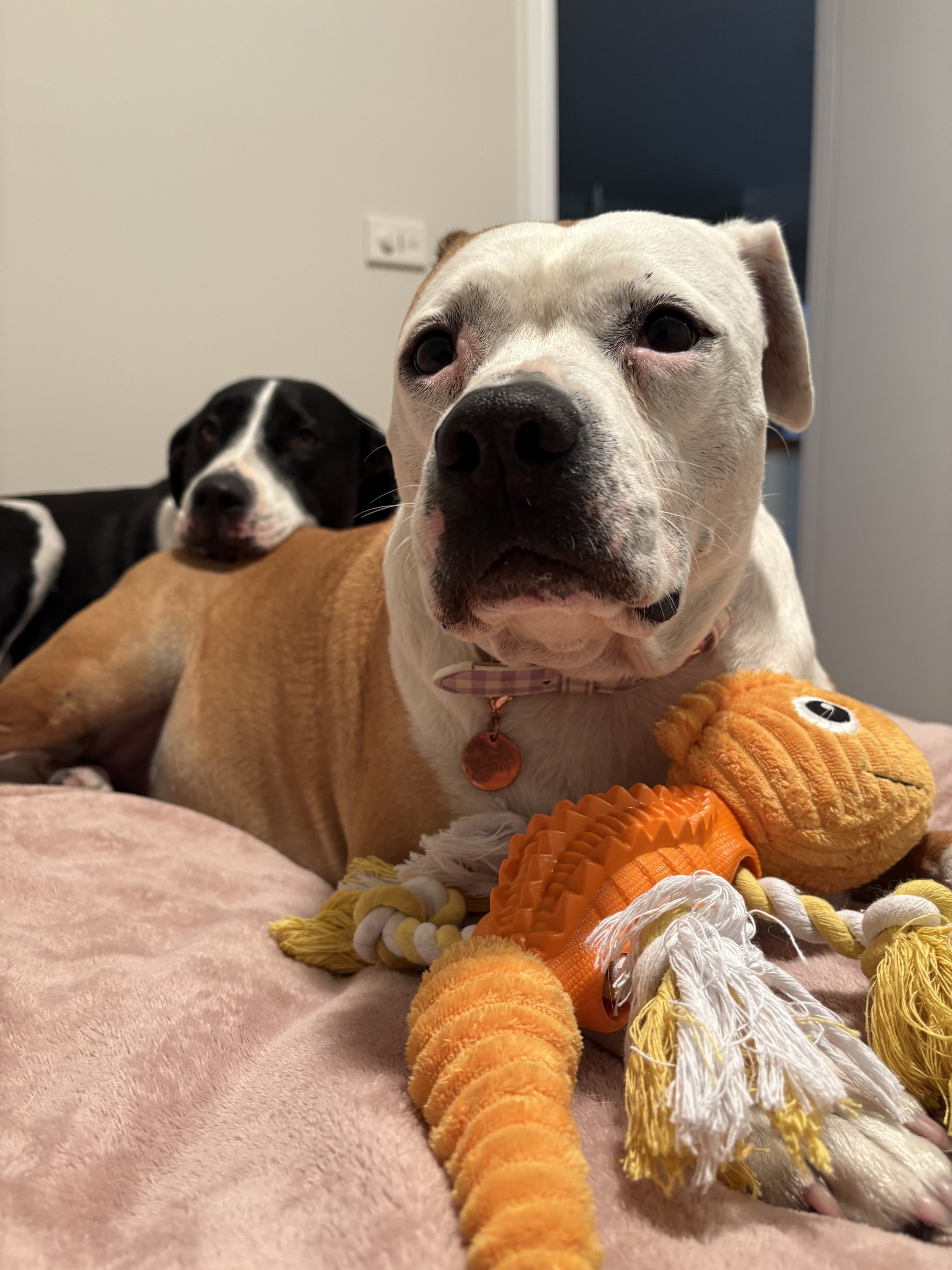 a bull arab cross and staffie lay on eachother hugging a toy