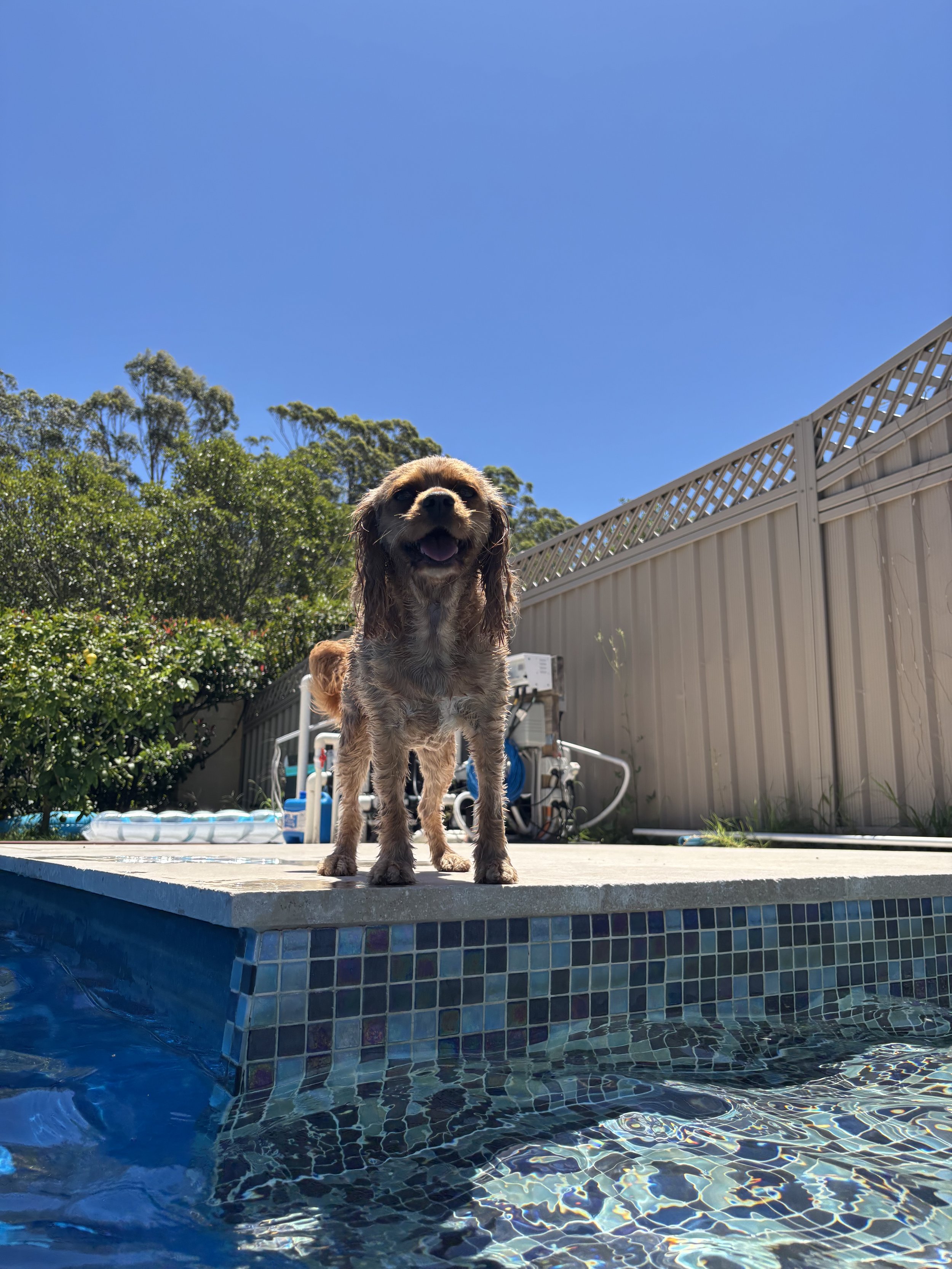 1 cavalier in the pool