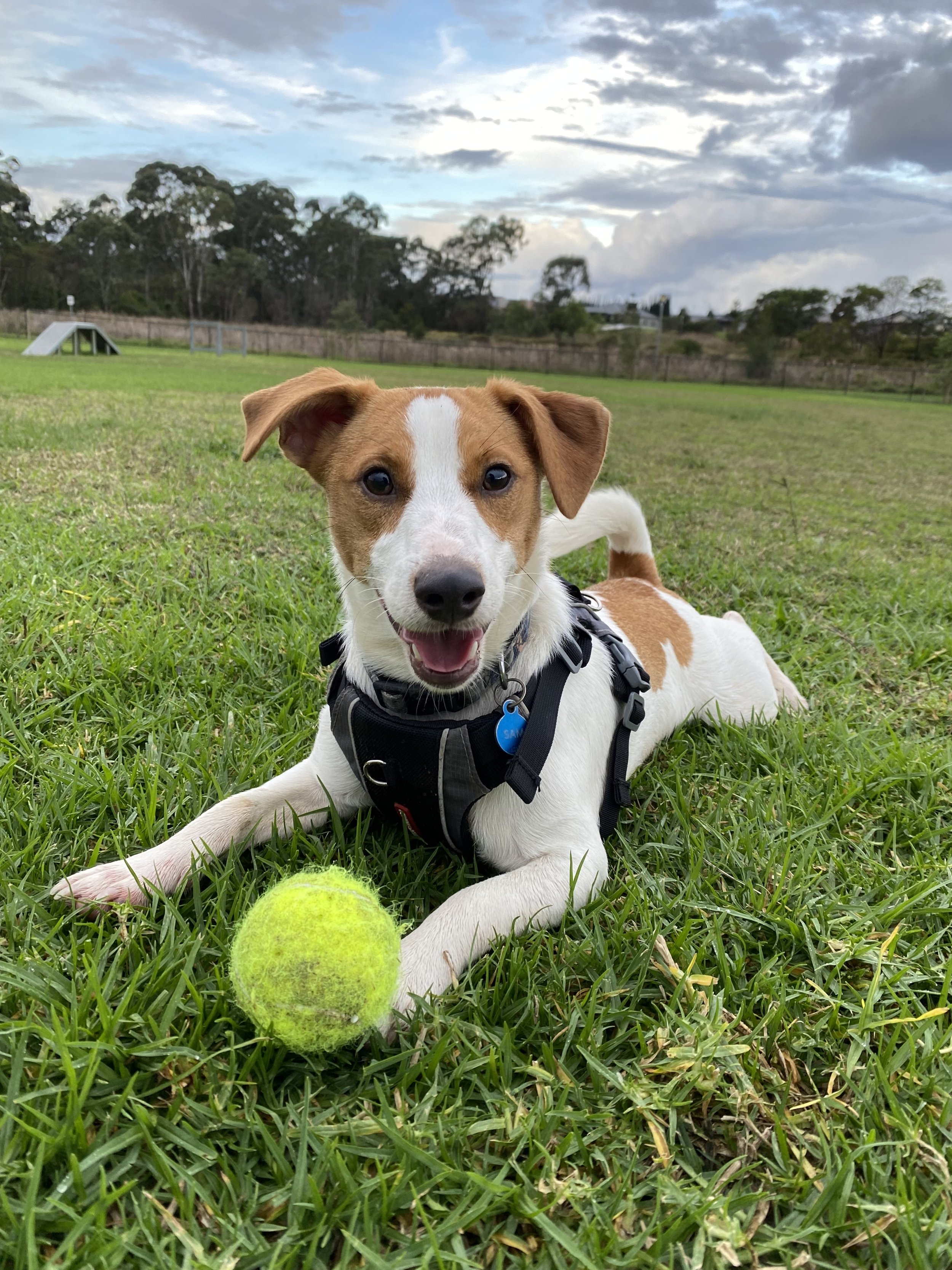 A photo of Sam the Jack Russell puppy at the dog park holding a ball between his front paws