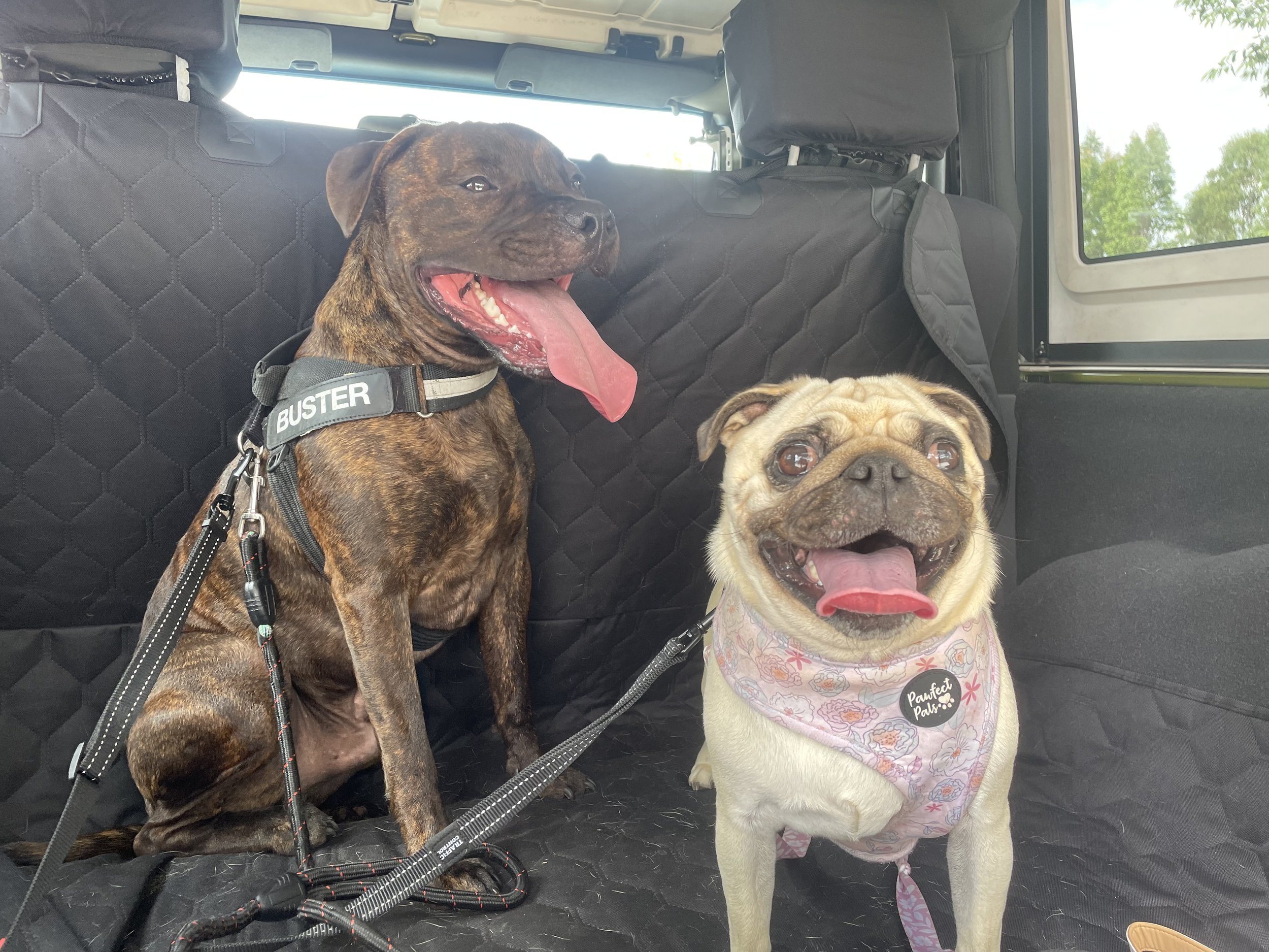 A photo of Lexus the Pug and Buster the Staffy with their tongues out, looking happy and tired in the car after a run at the dog park.