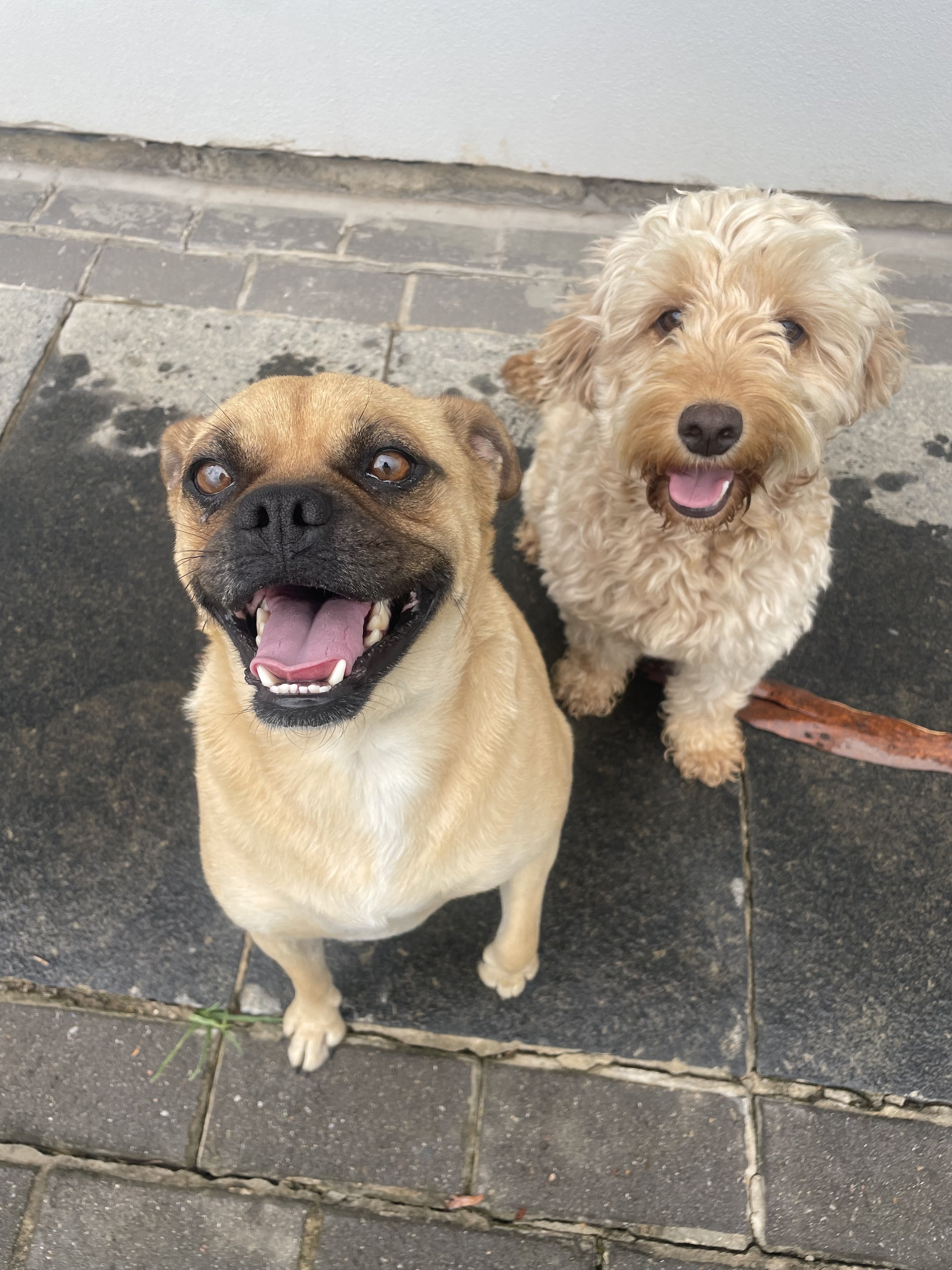a pug cross and cavoodle smiling for treats