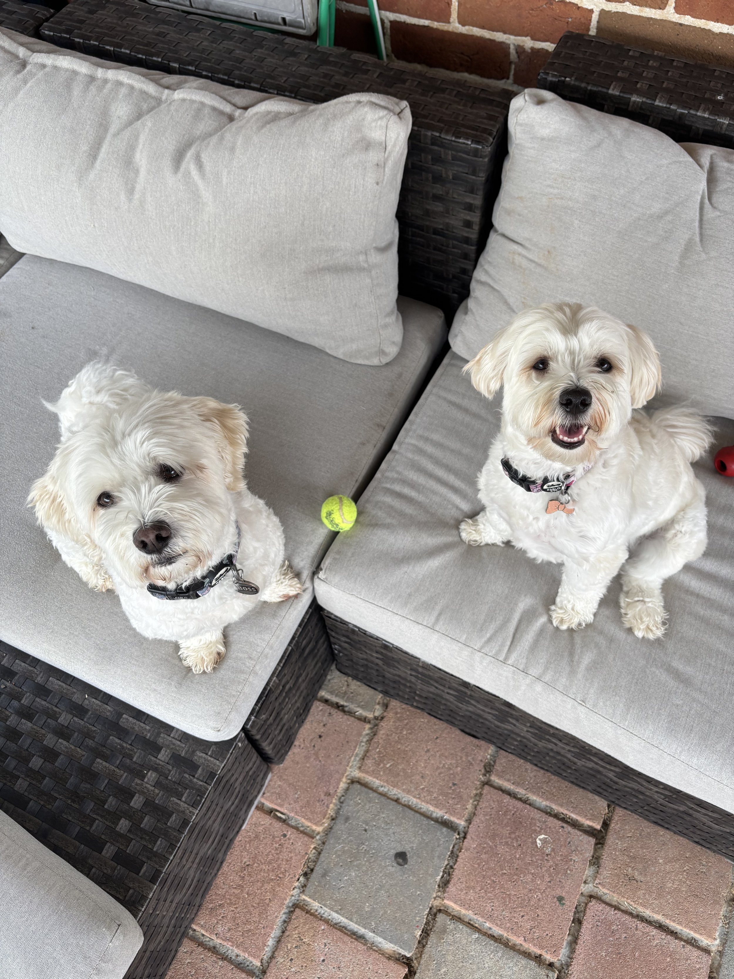 2 white small dogs smiling and sitting