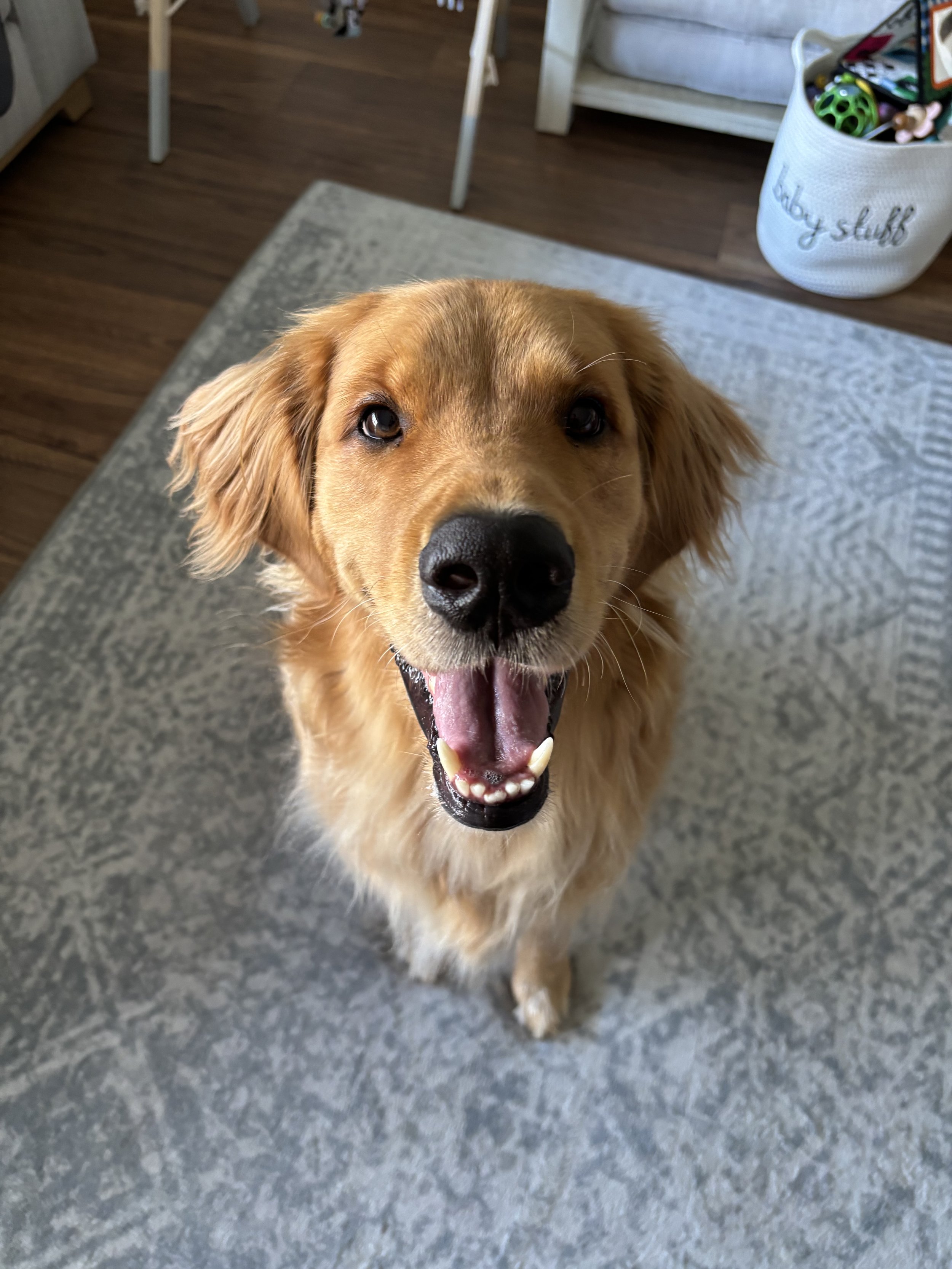 golden smiling at the camera