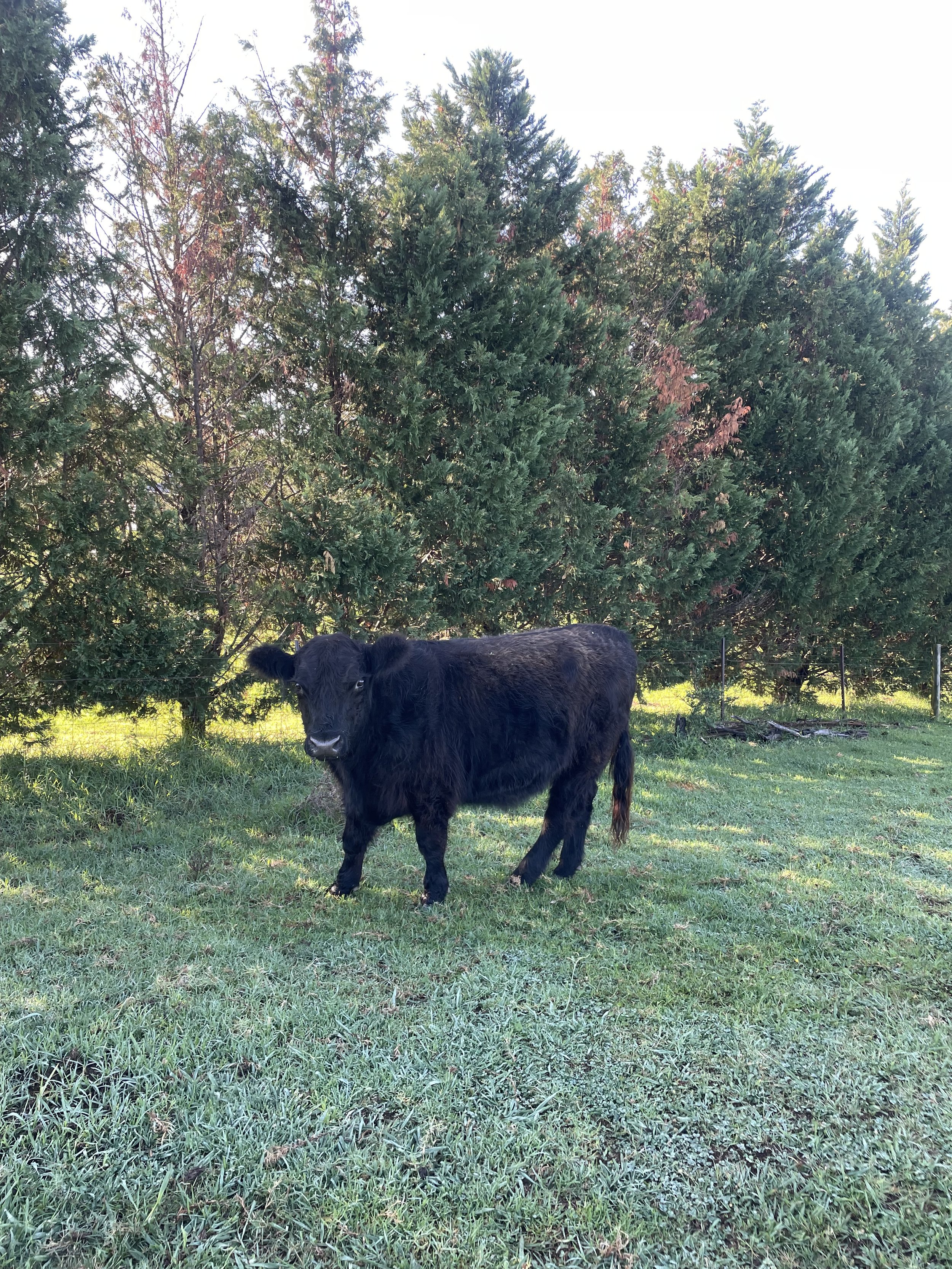 black highland cow posing