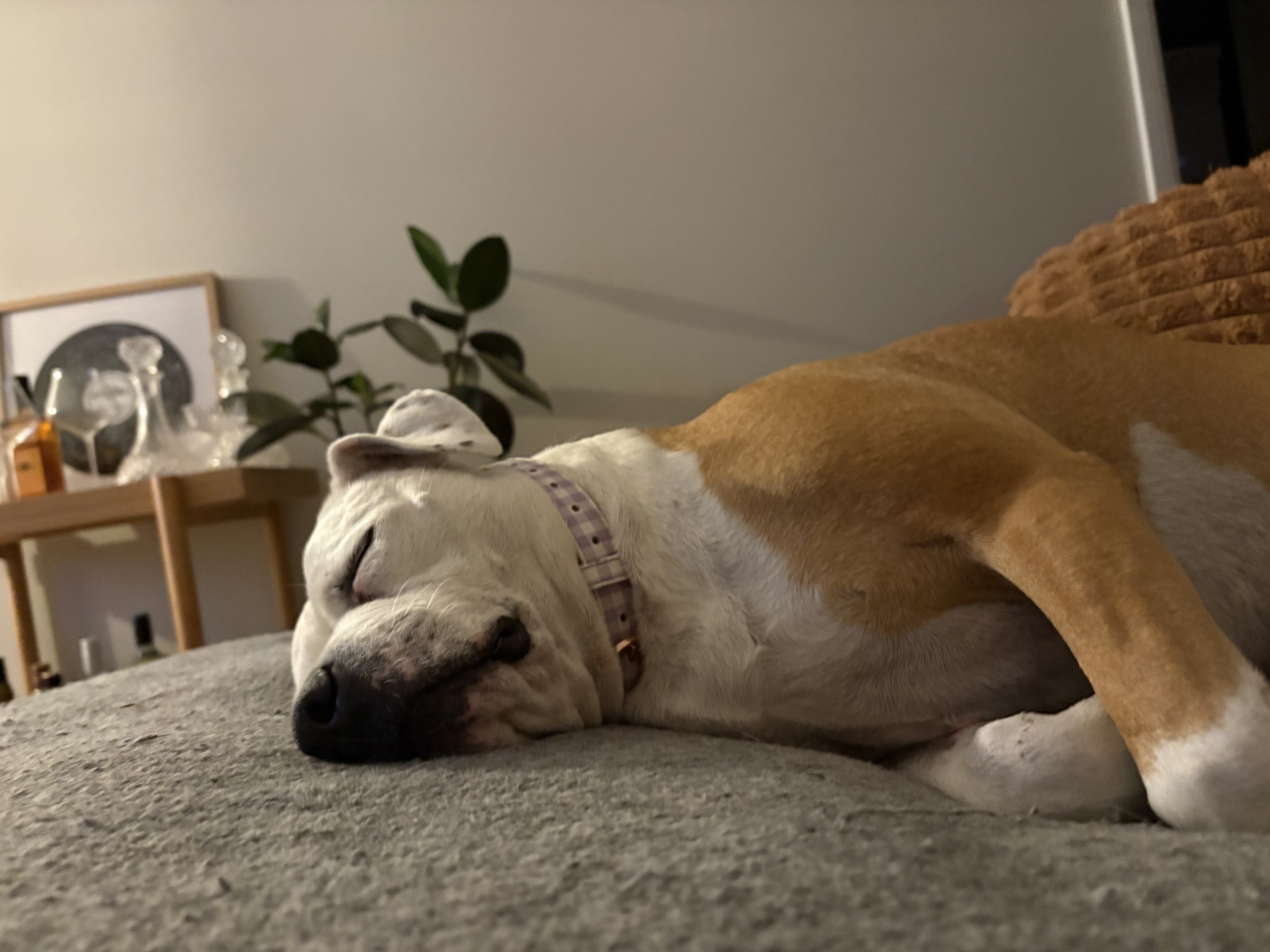 a staffie laying on her side on the lounge snoring