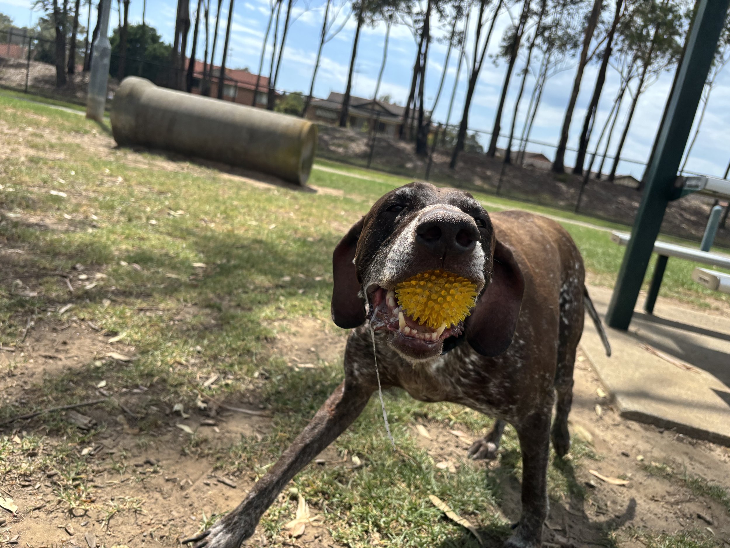 german short hair pointer showing off his yellow ball