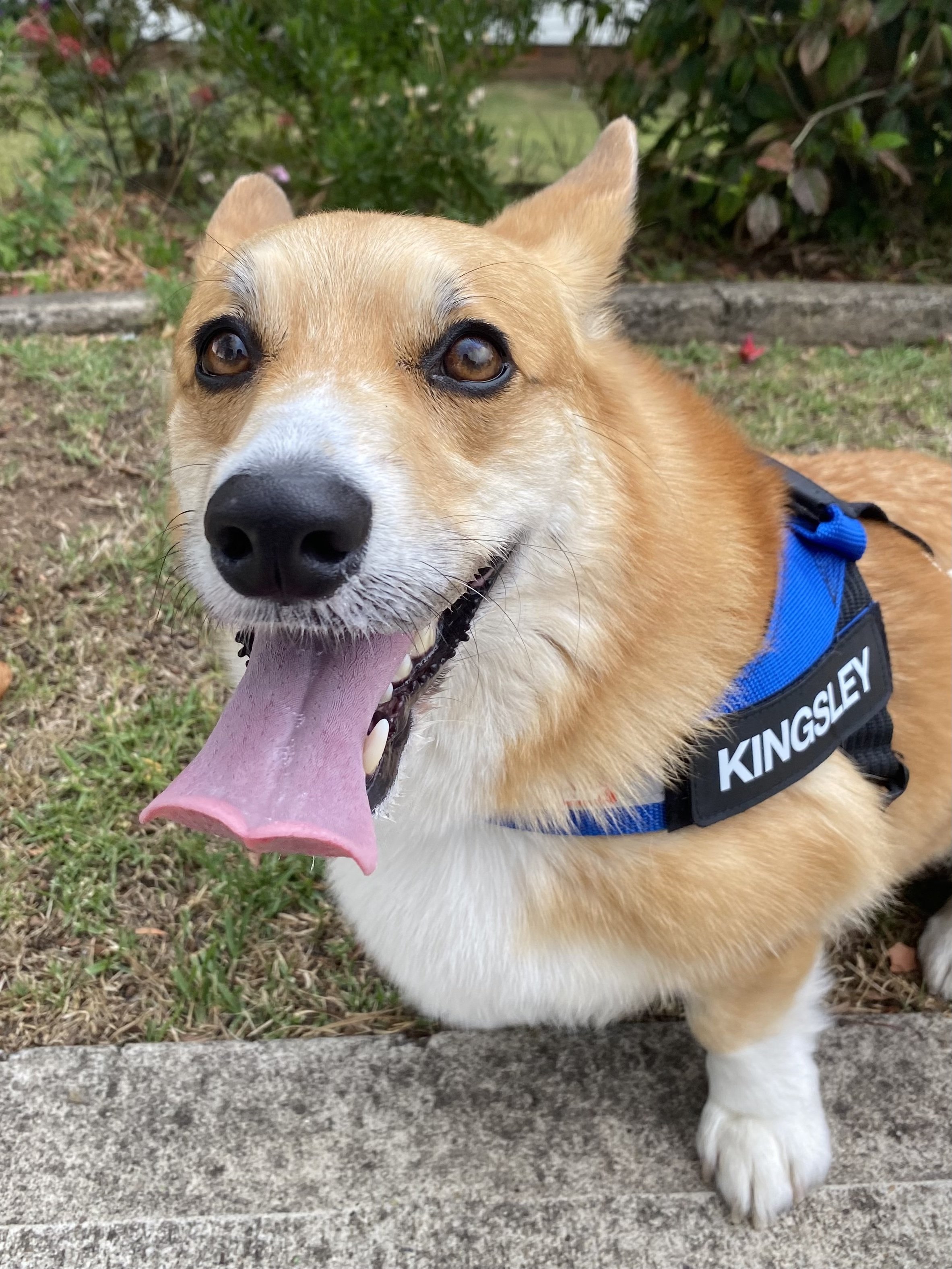 A photo of Kingsley the Corgi on a walk