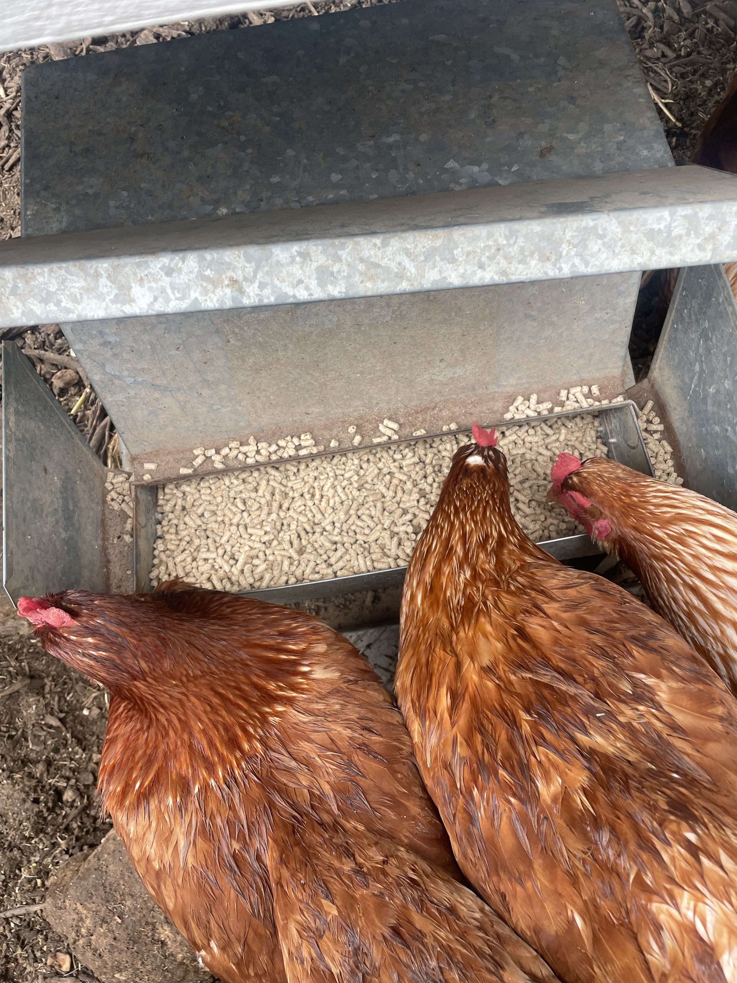 3 chooks eating from their dried pellets
