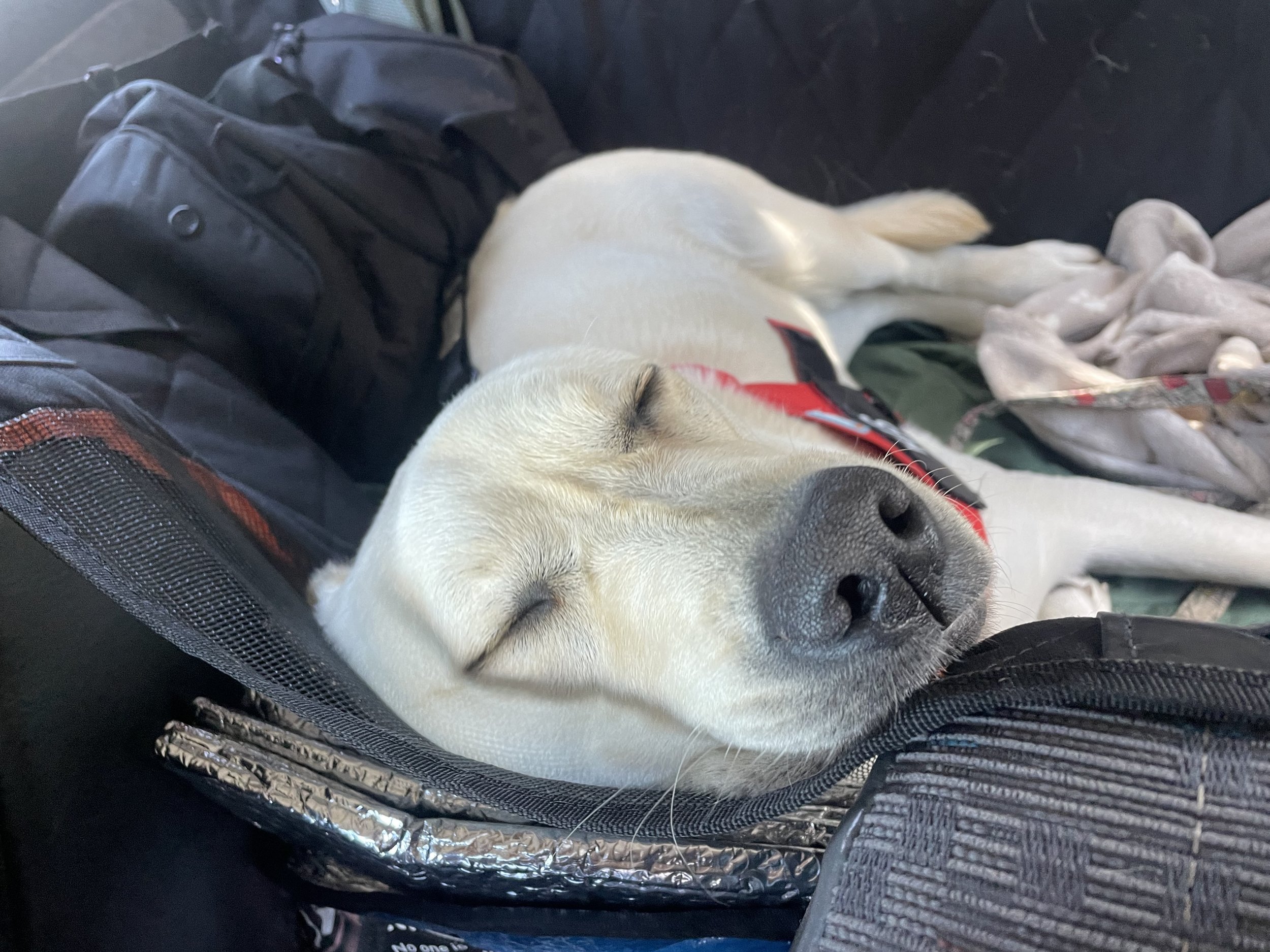 A photo of Kos the Labrador coming home from a big trip at the dog park, she is fast asleep in the car.
