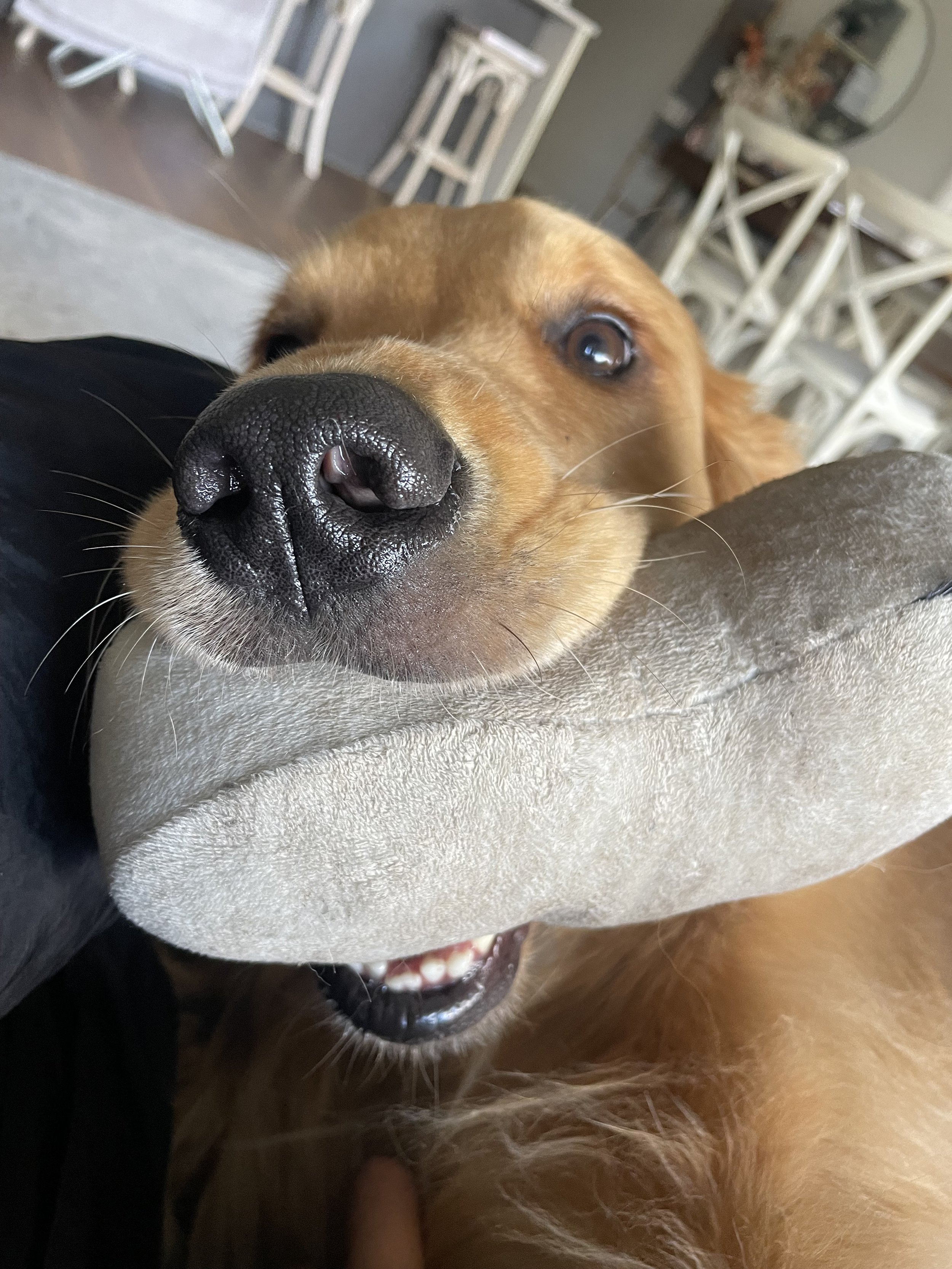 golden showing off his toy