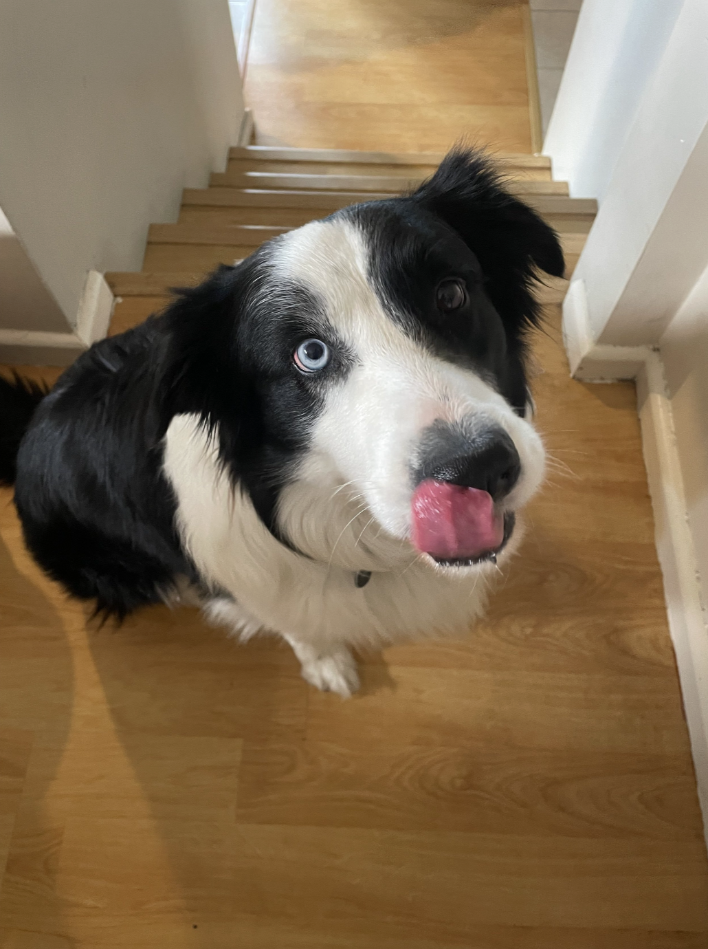 A photo of Patch the border collie