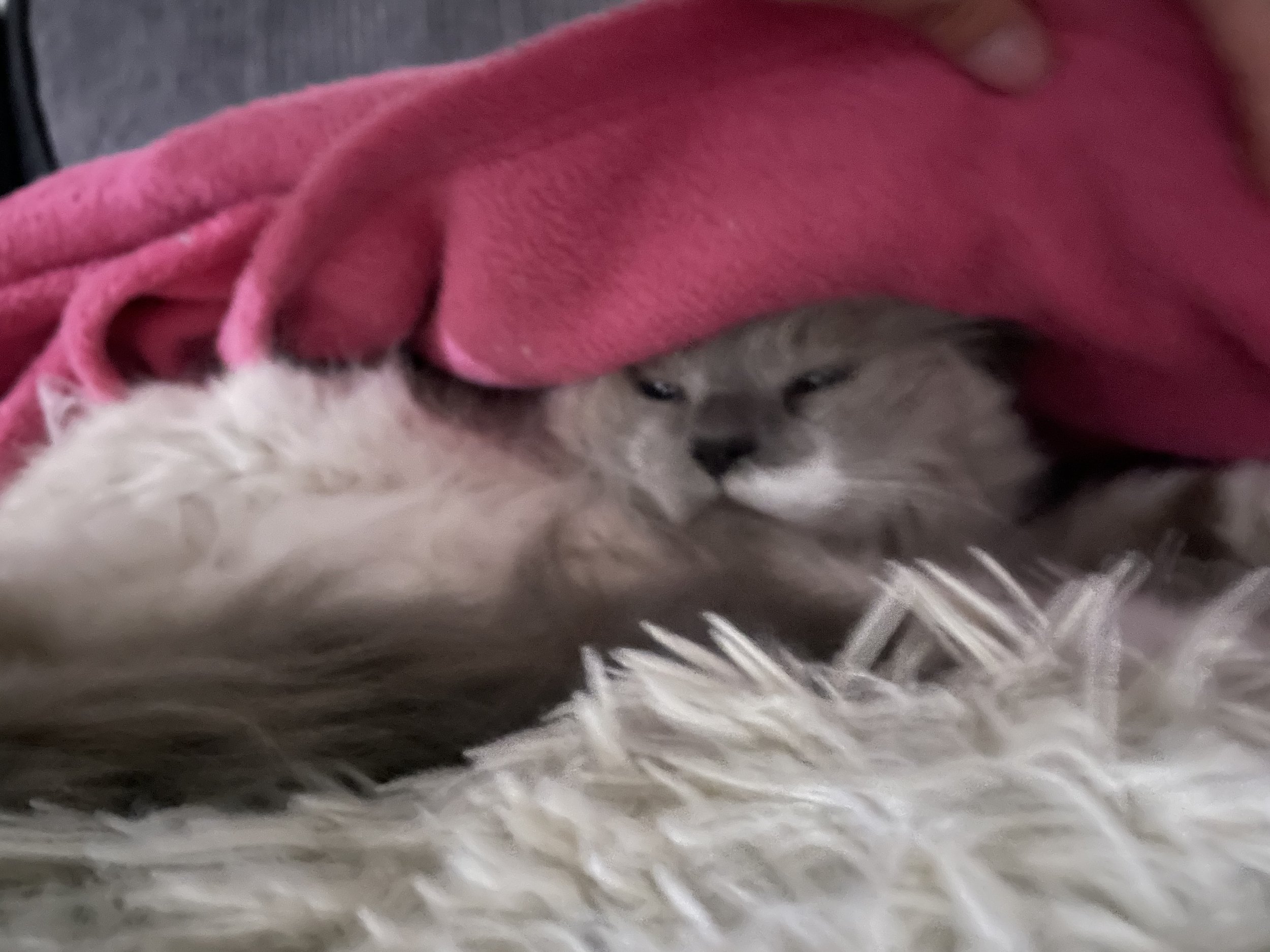 Indy the rag doll cat hidden under warm blankets during cold home visiting season