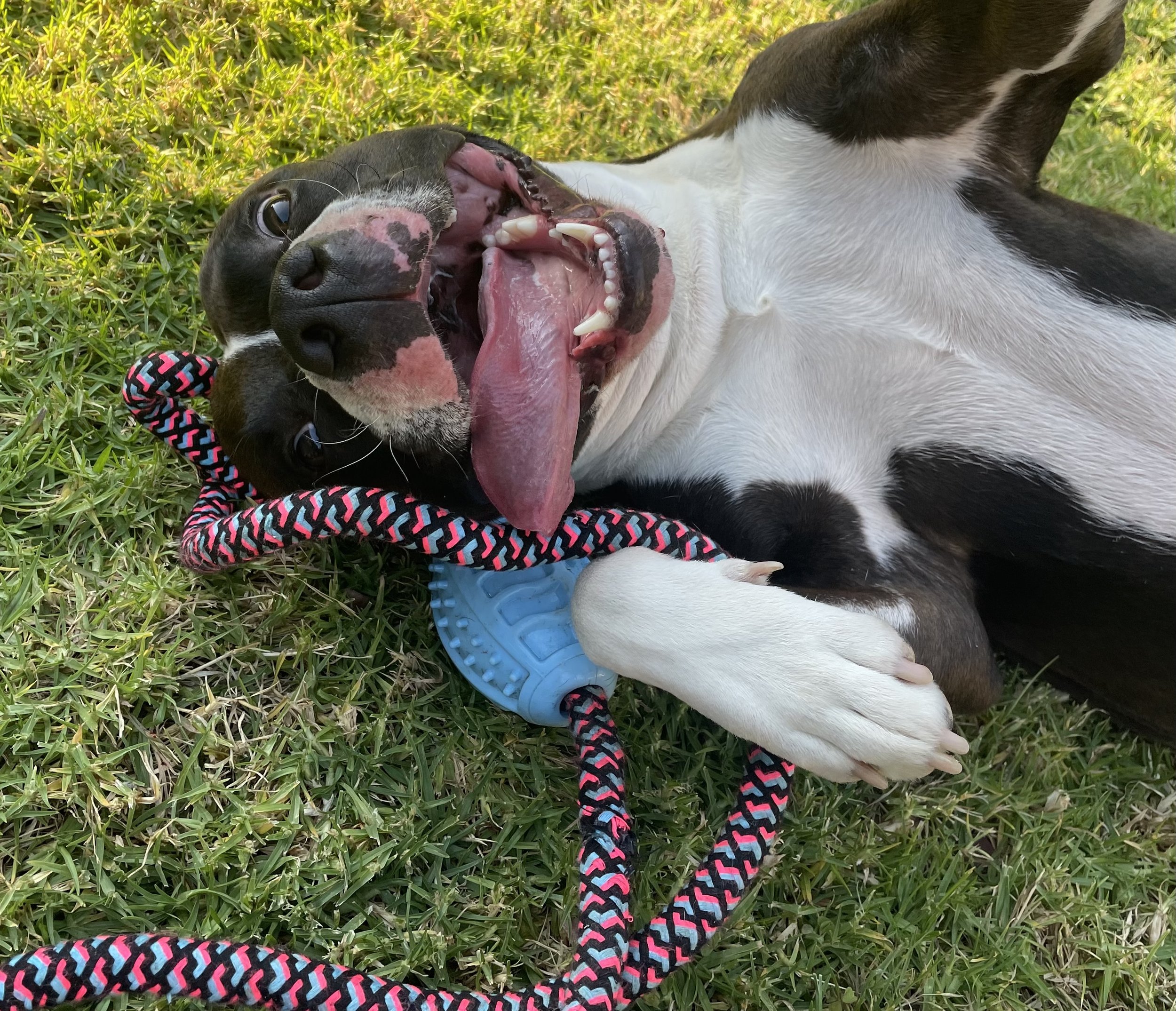 A photo of Bailey the Staffy upside down playing with a tug-of-war rope