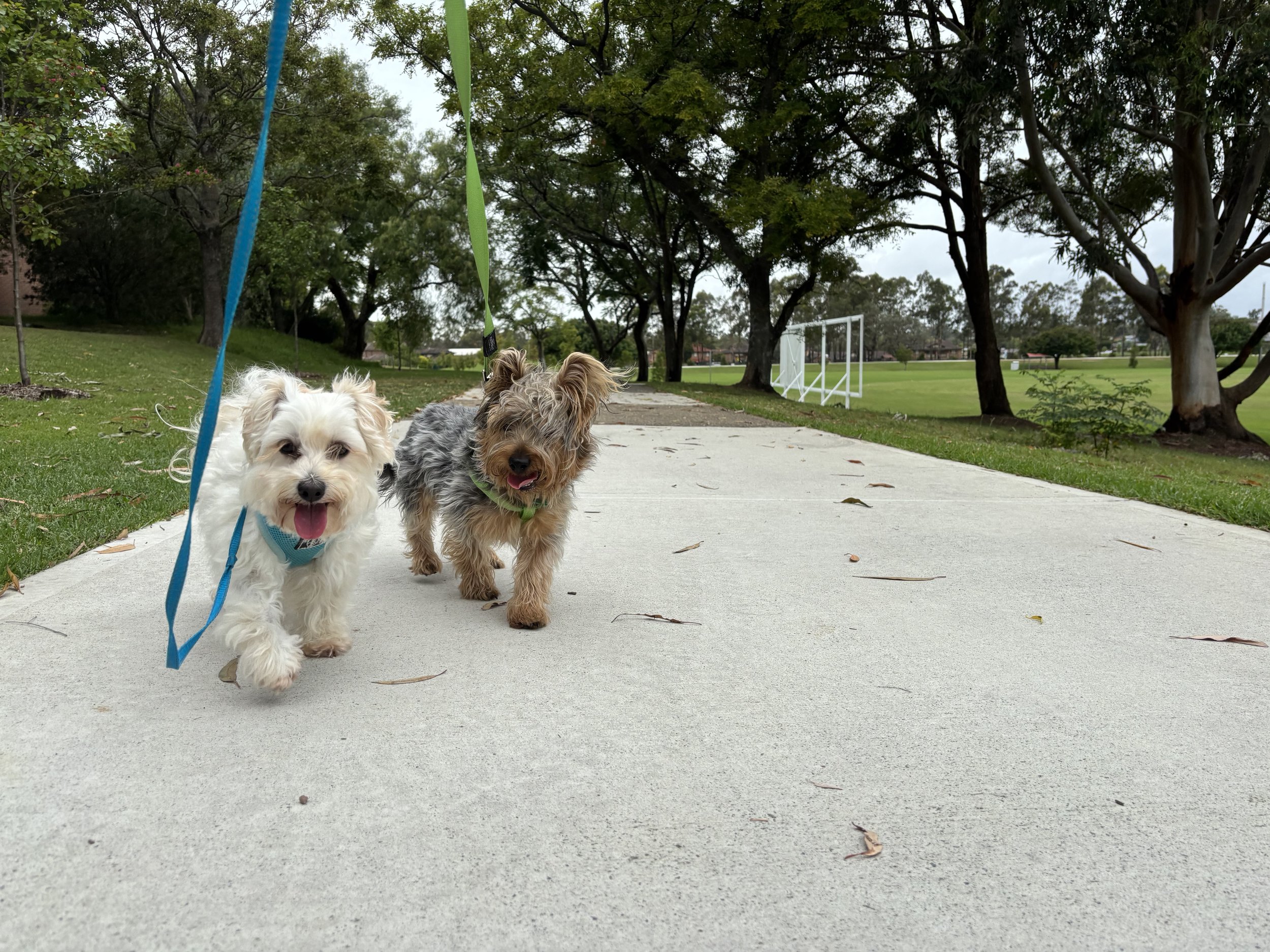 2 silkies on a walk