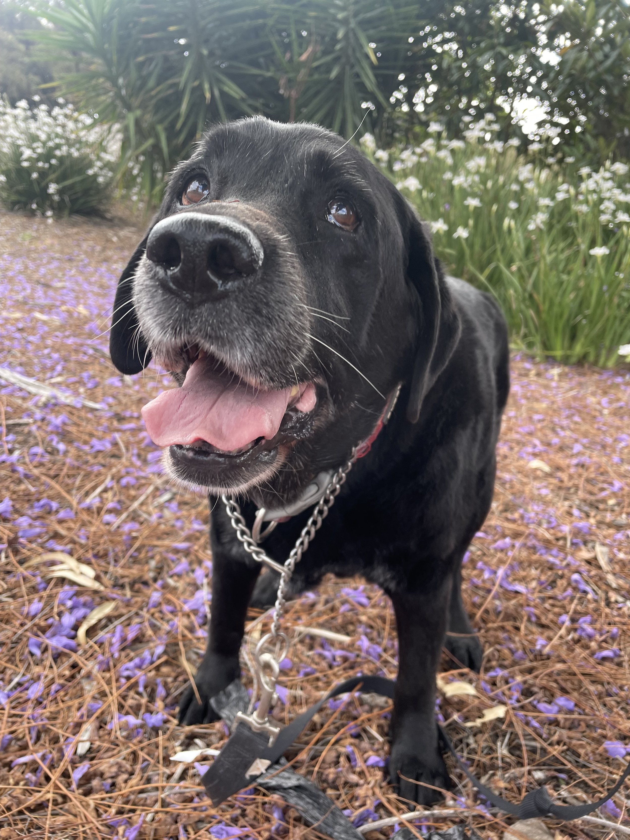 A photo of Lucy, a black elderly Labrador on a walk