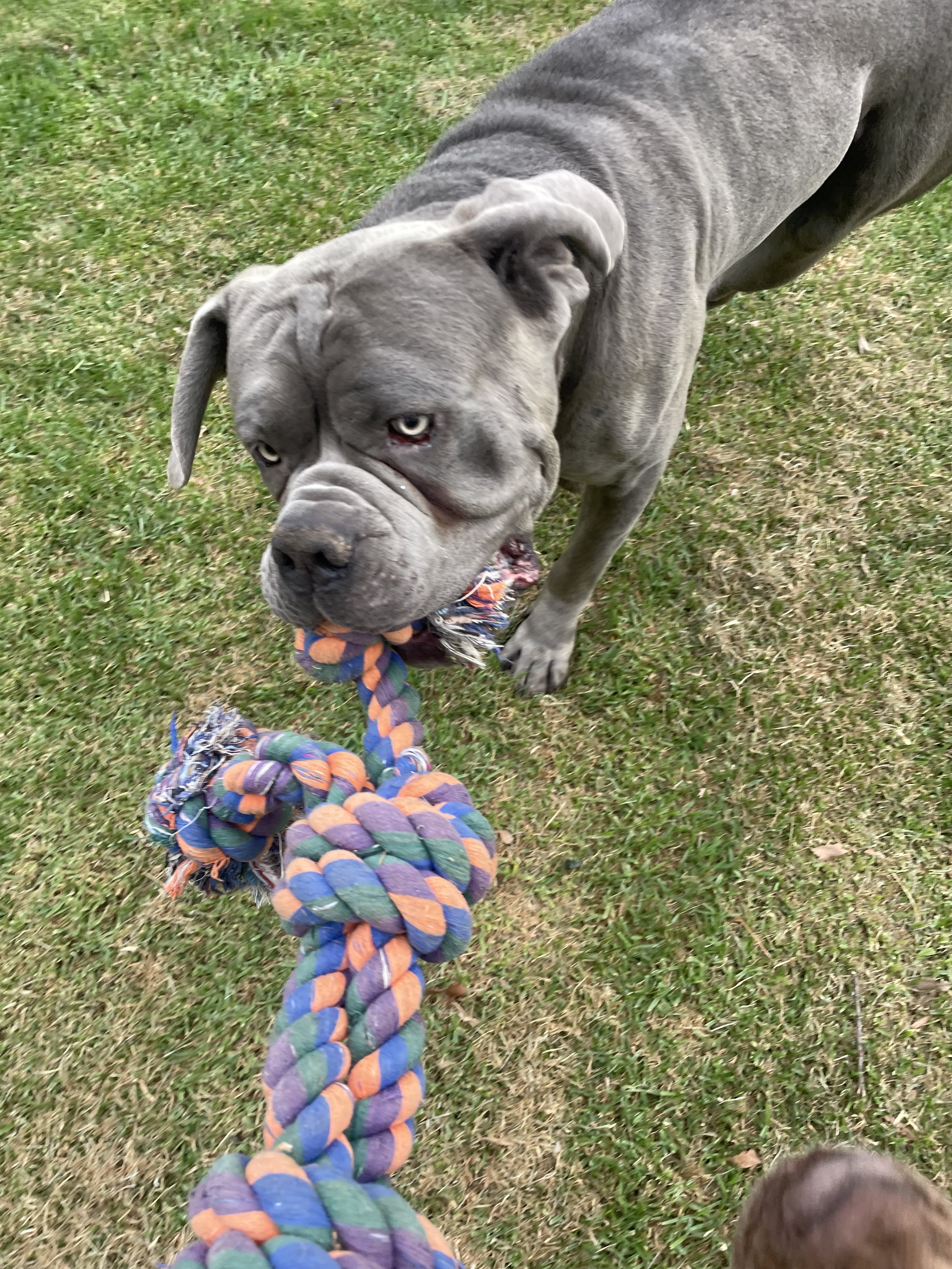 mastiff playing tug of war