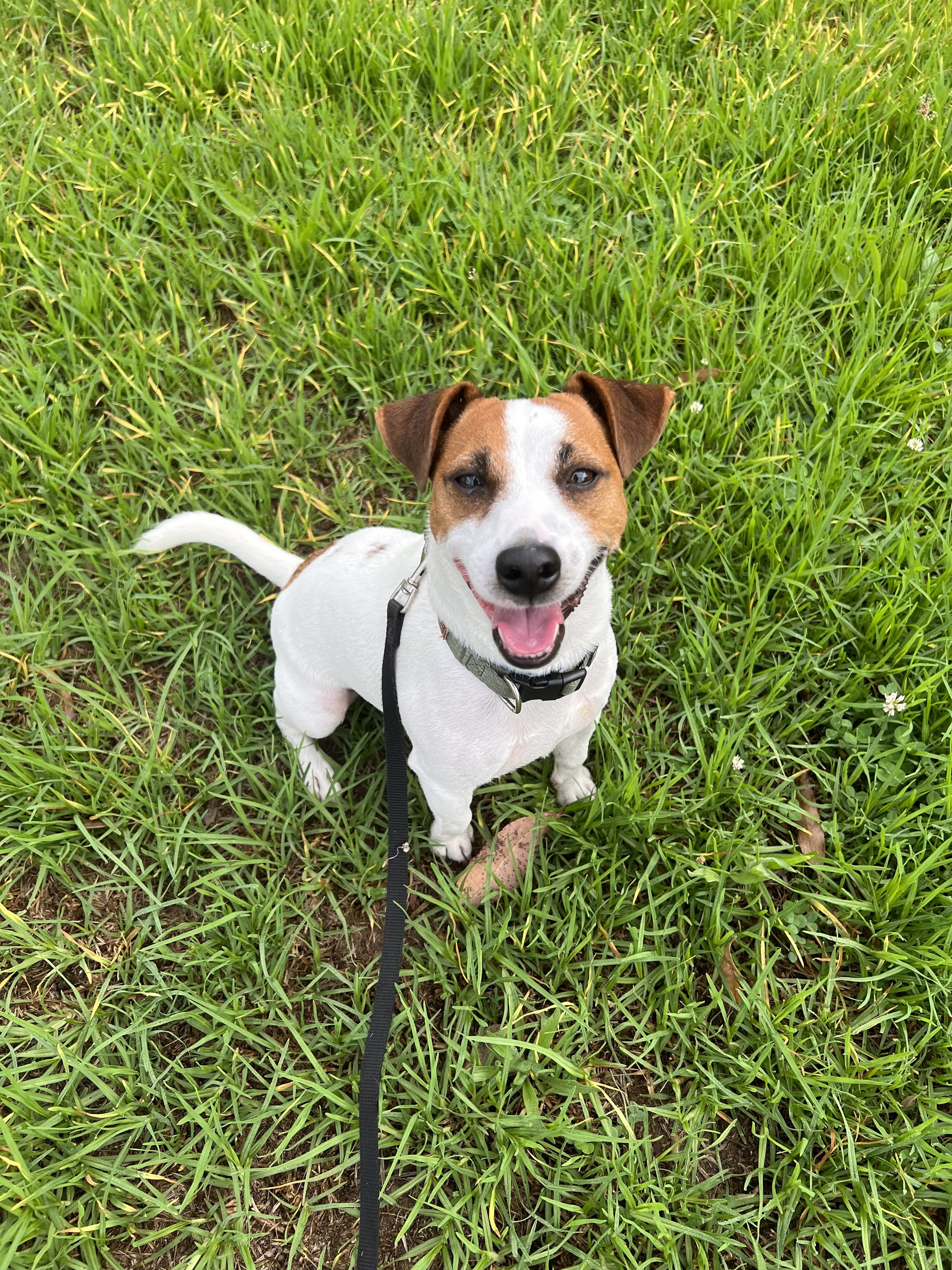 A photo of Jack the Jack Russell on a walk