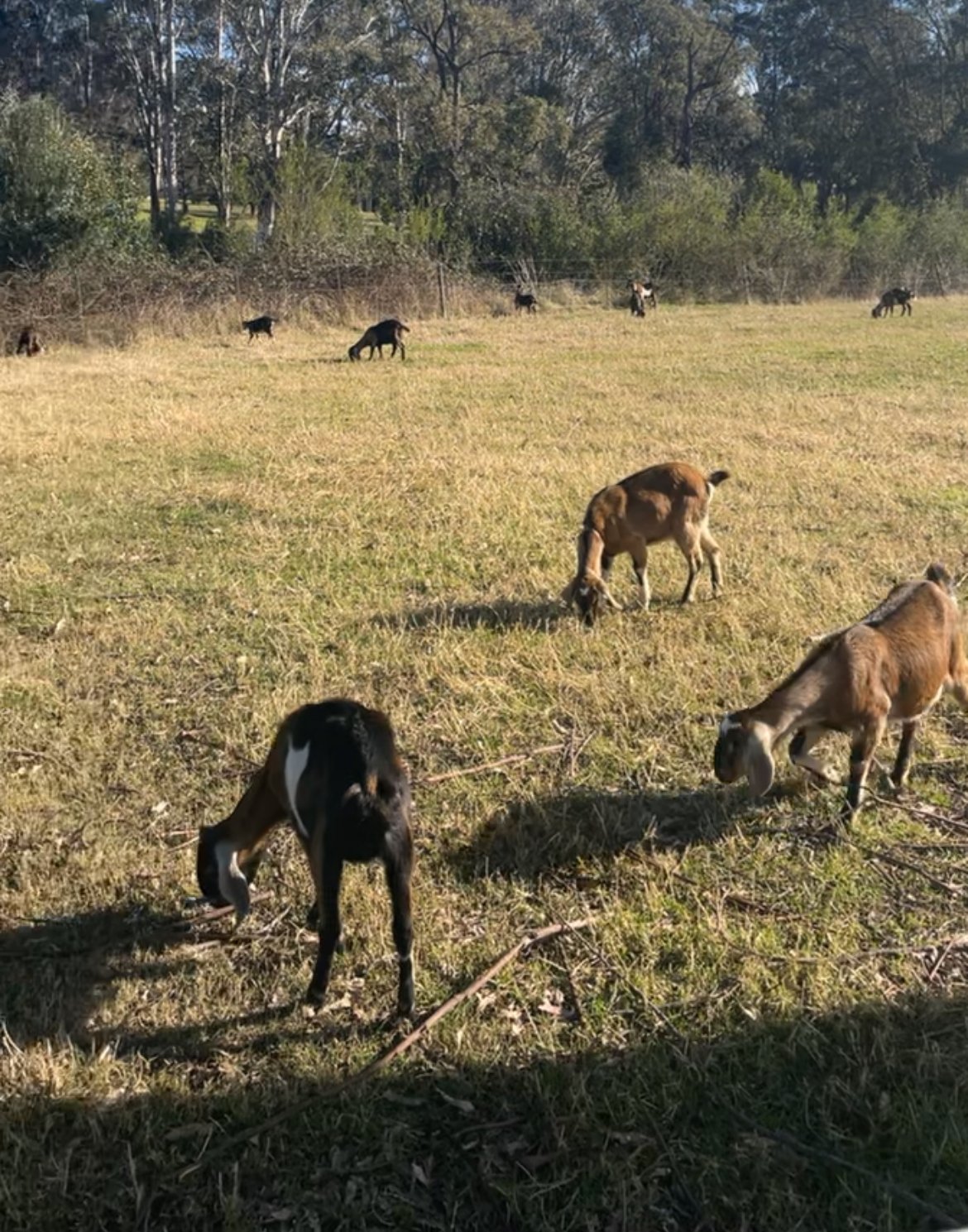 A small field of goats grazing on grass