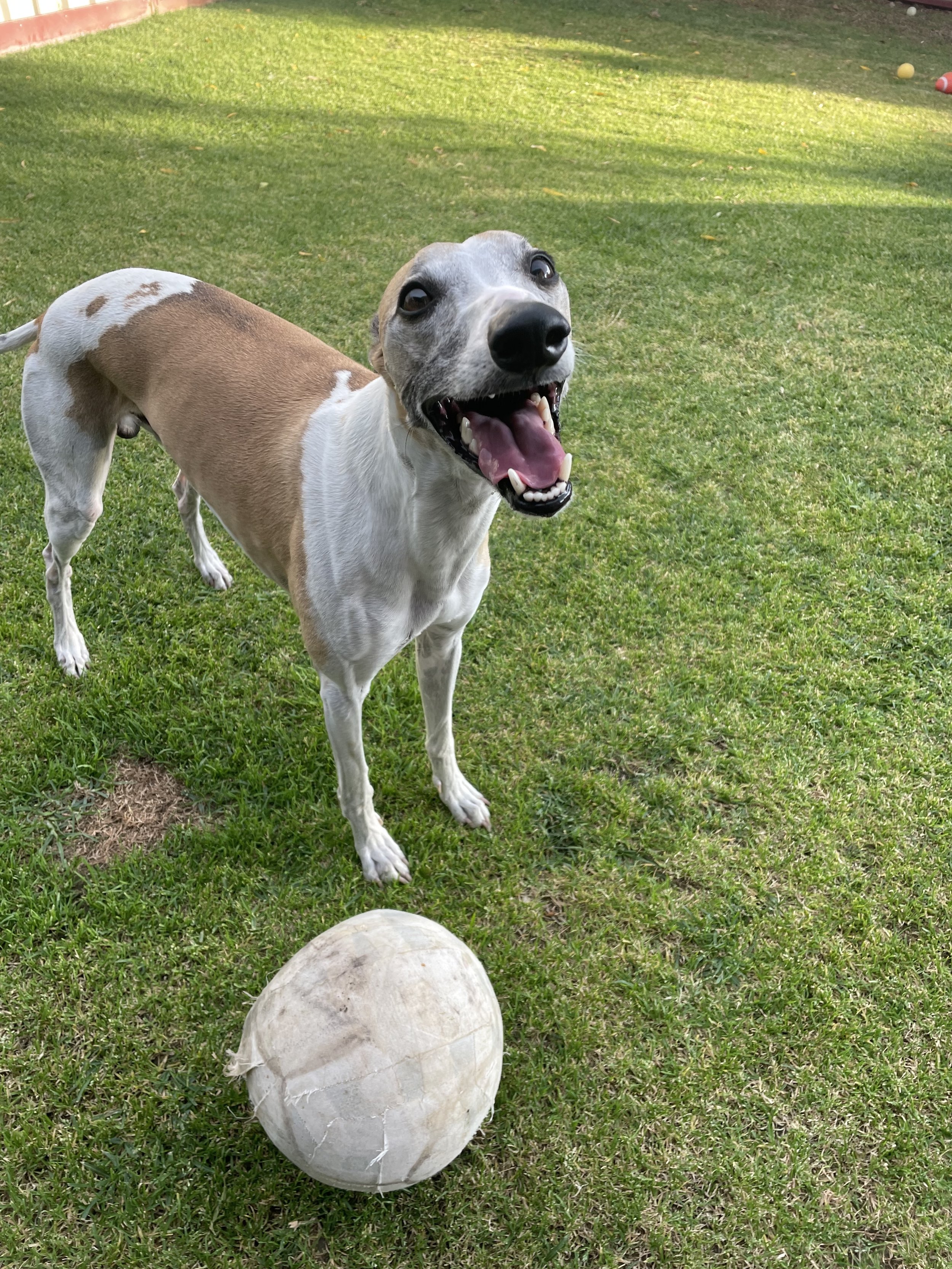 A photo of Brandy the Whippet smiling beside a soccer ball