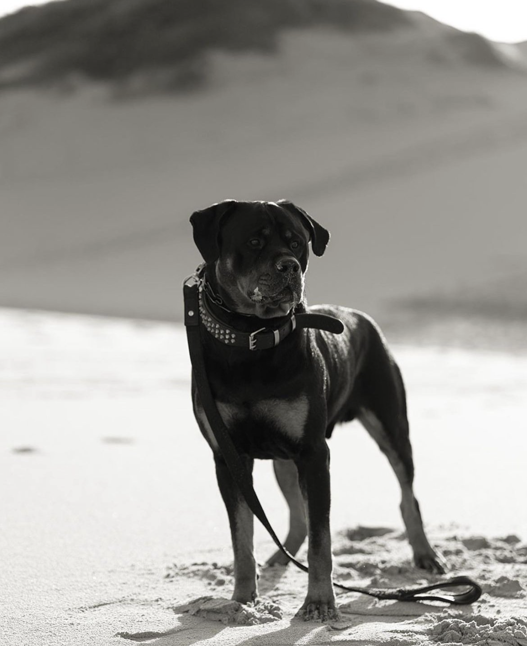 Engagement photoshoot for Spike's mum and dad - Spike the rottie had his own photoshoot that day