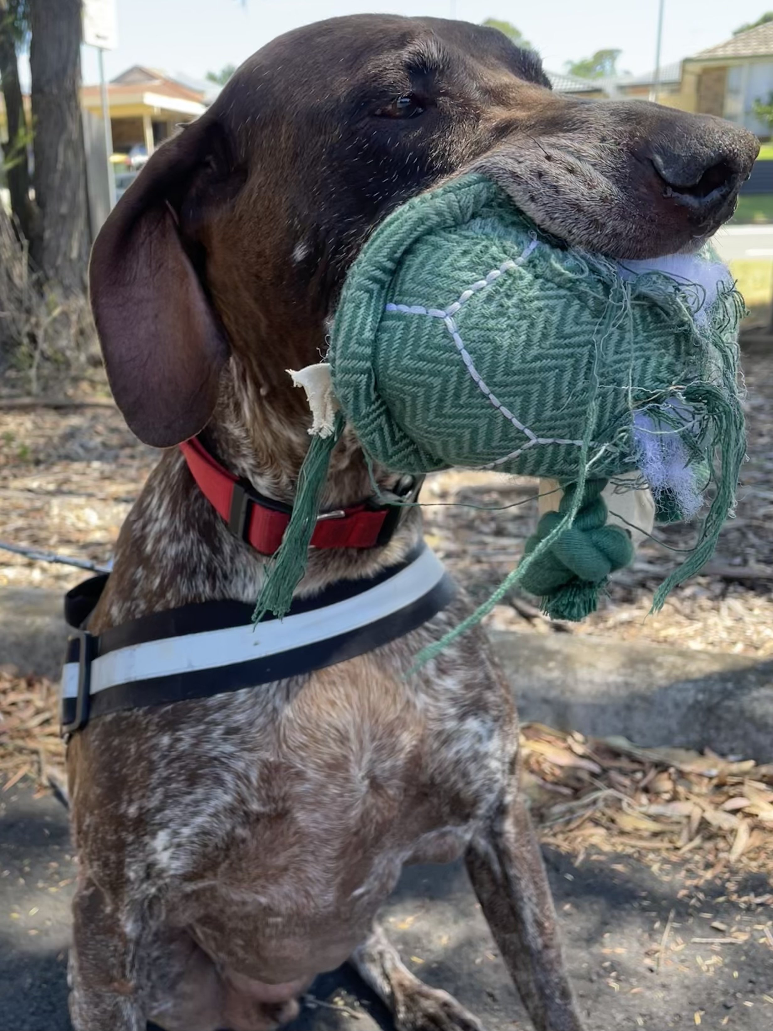 A photo of Harry the short-haired german pointer on his way to the dog park with a soft toy in his mouth