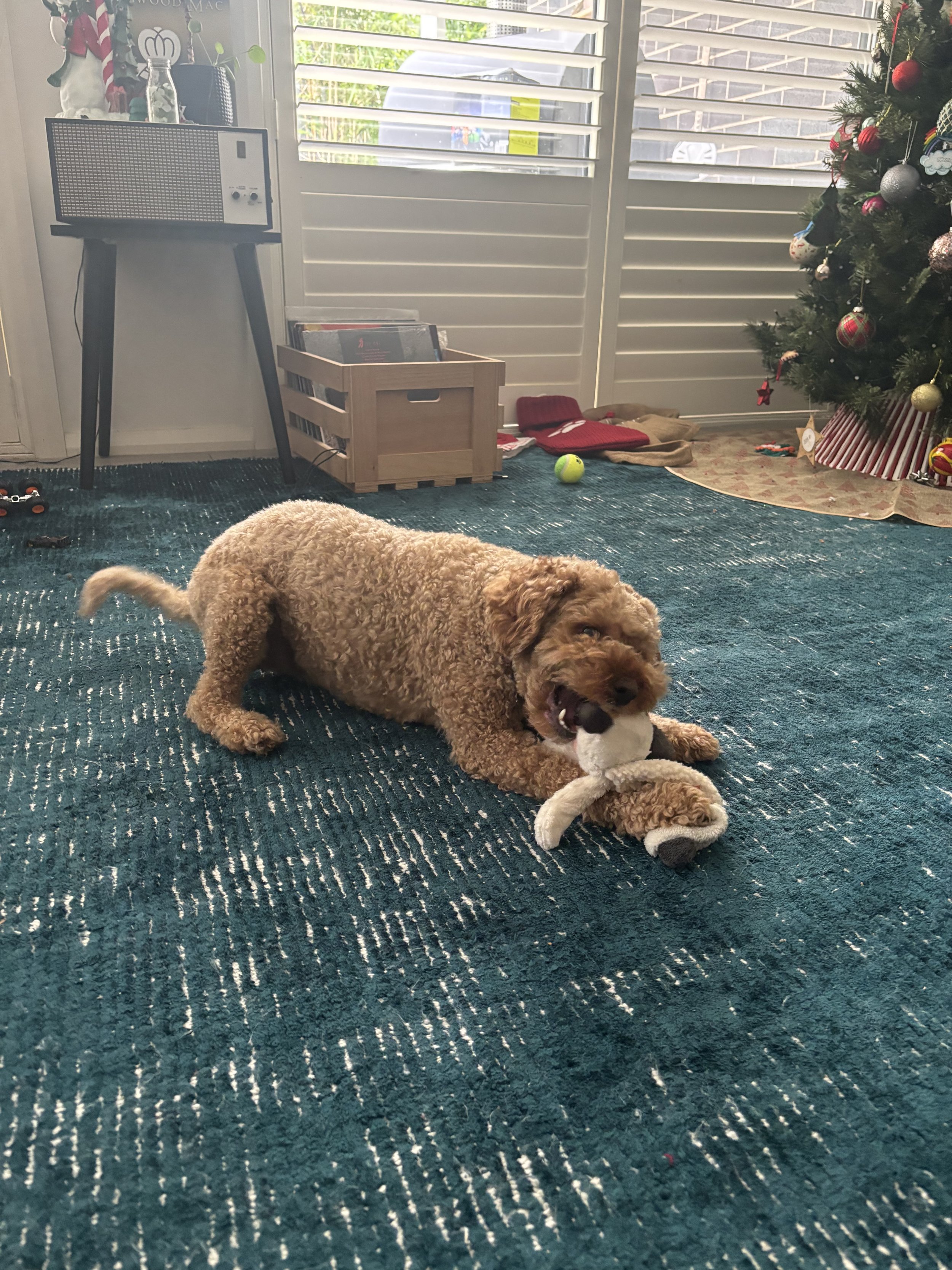 cavoodle biting his toy
