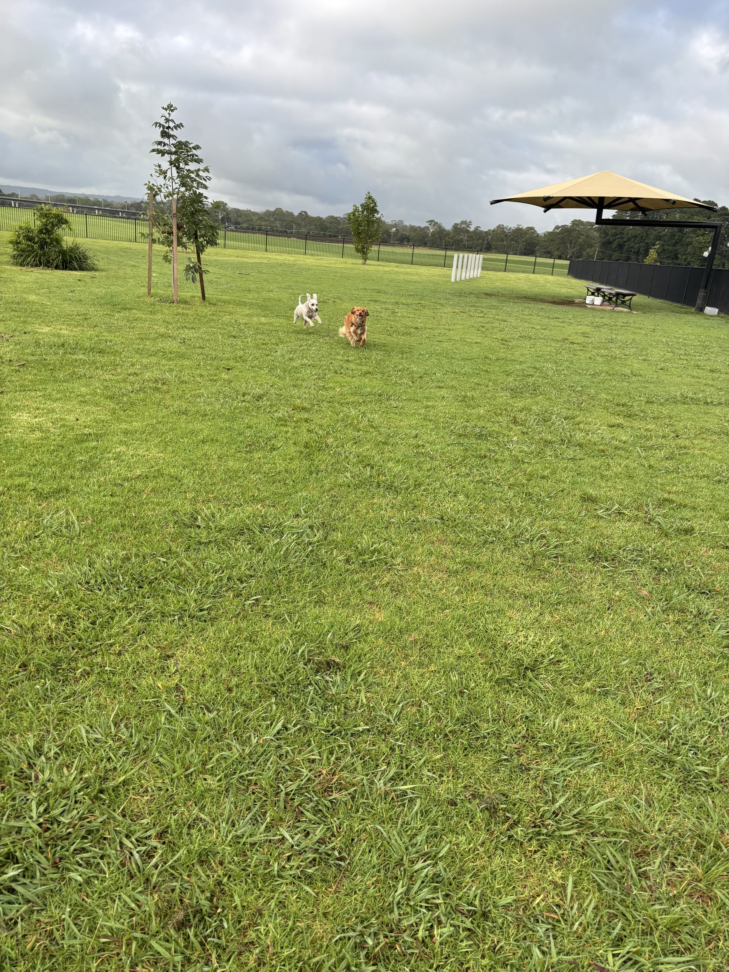 a cavoodle and schnoodle playing chase