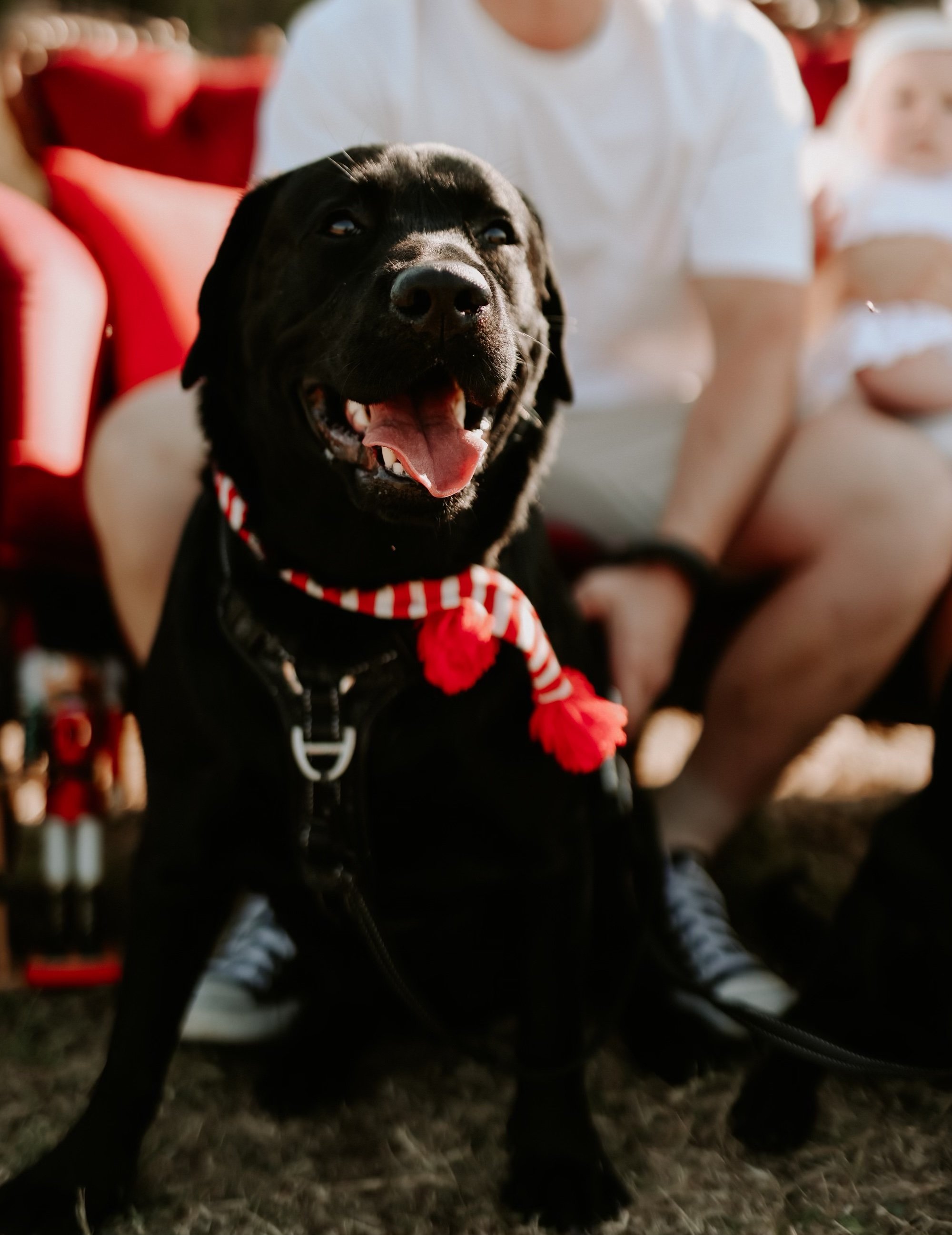 Christmas family photo with black labrador, Cooper