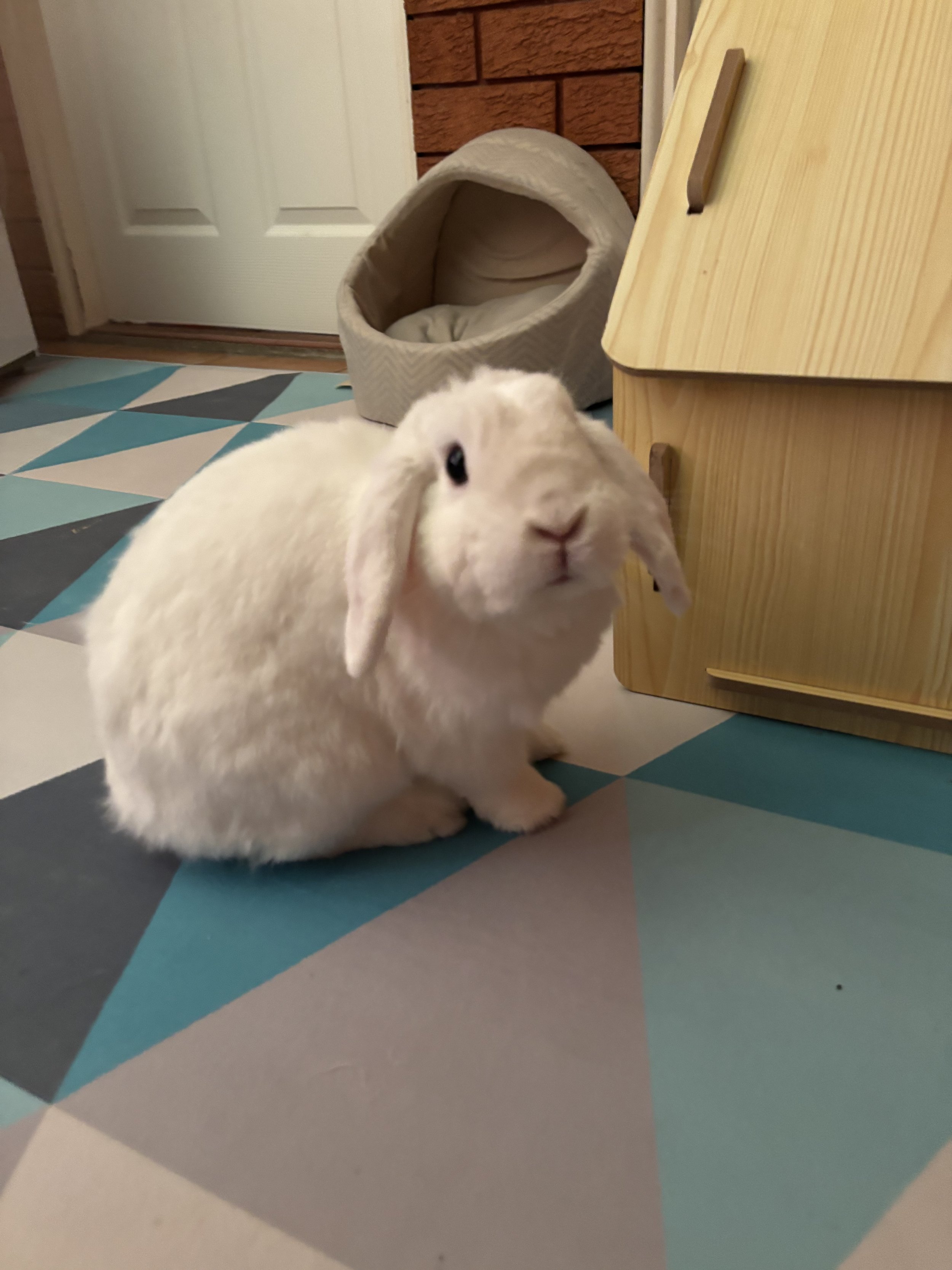 a white bunny looking curious