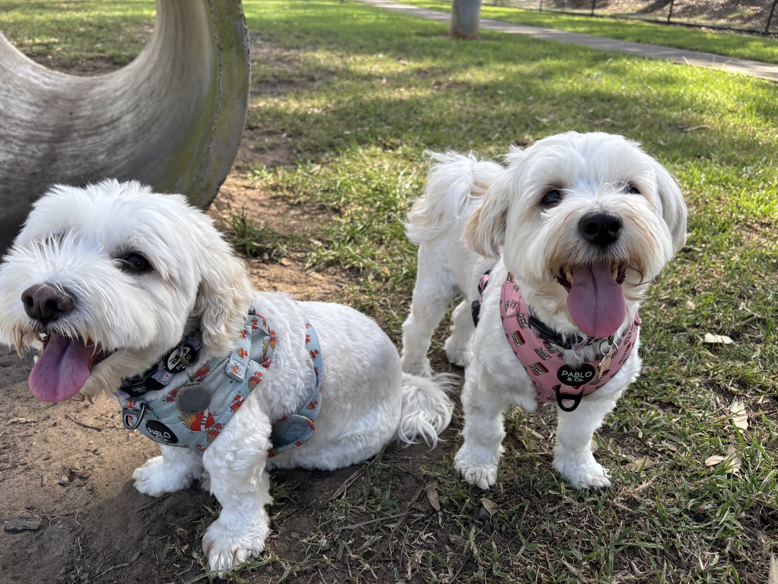 two small dogs at raby dog park