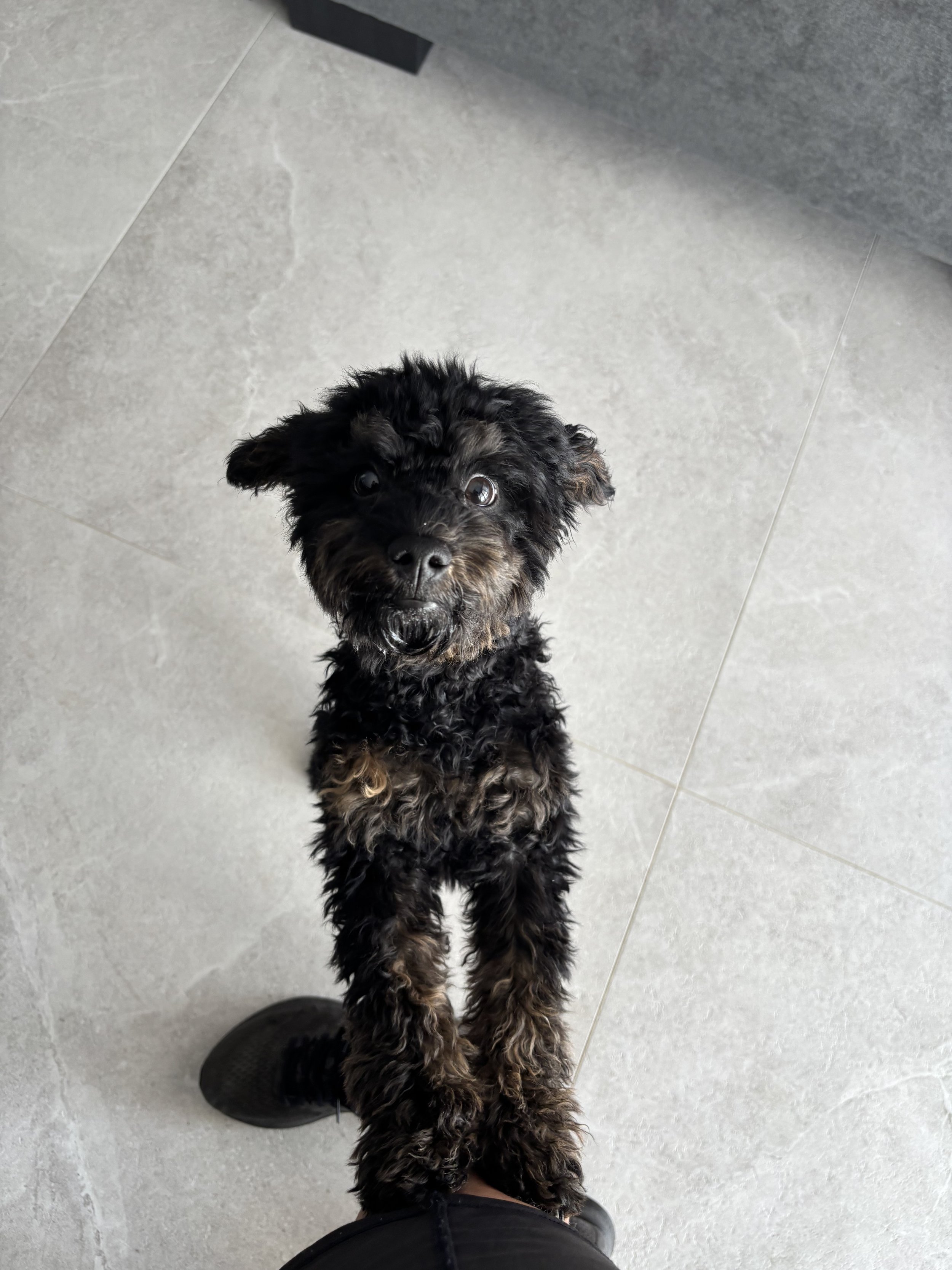cavoodle begging for treats