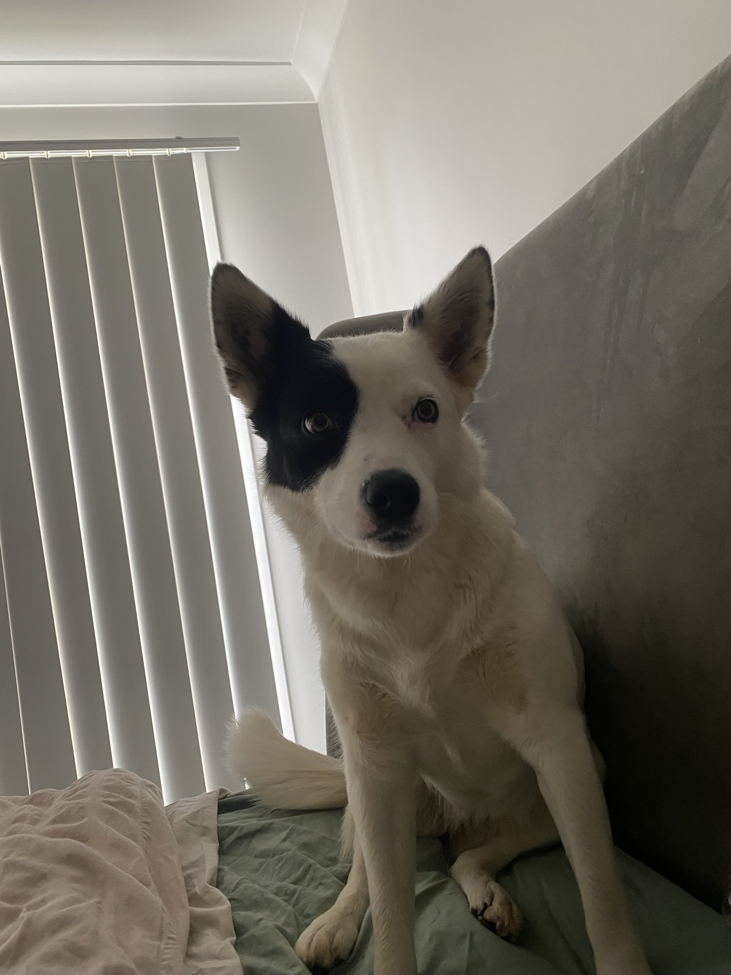 a kelpie sitting at the top of the bed